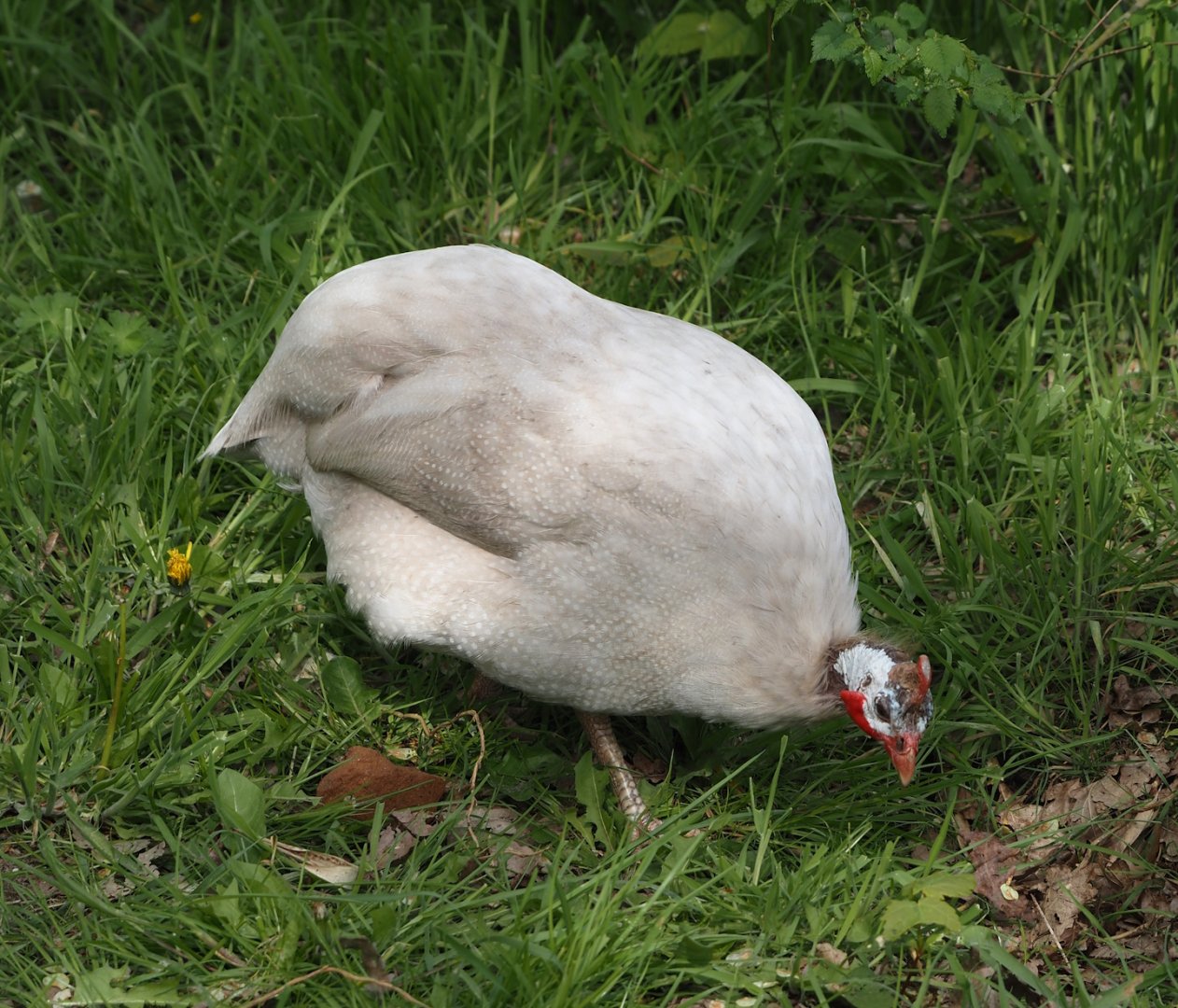Free-ranging White Domestic guineafowl (Numida meleagris), 2024-04-14