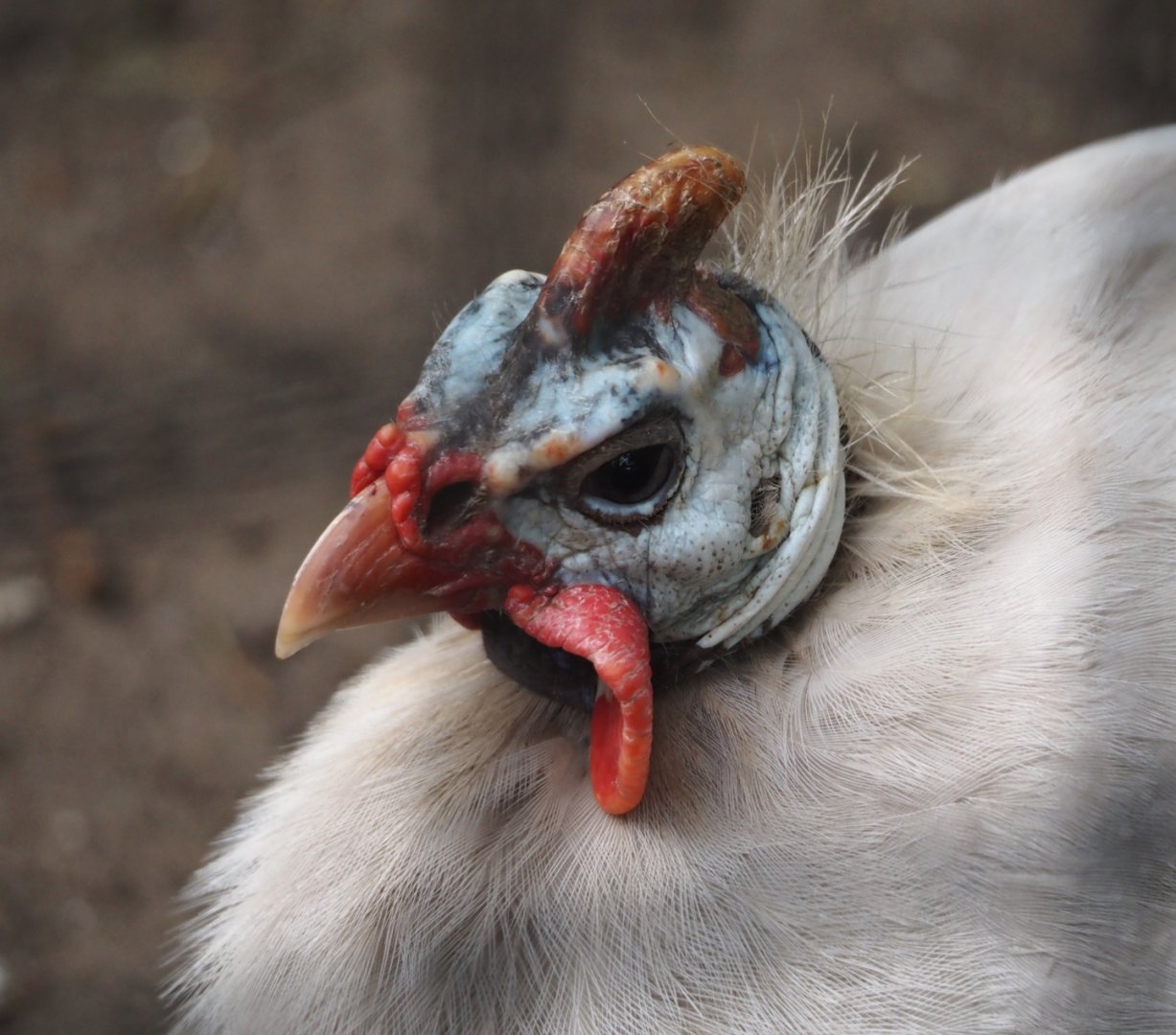 Free-ranging White Domestic guineafowl (Numida meleagris), 2024-04-14