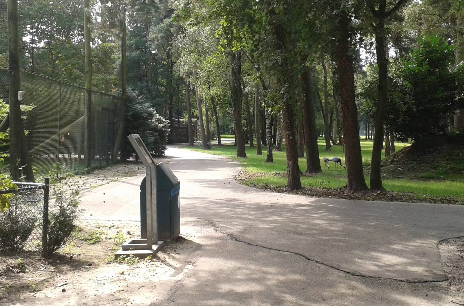Free-ranging White-necked cranes