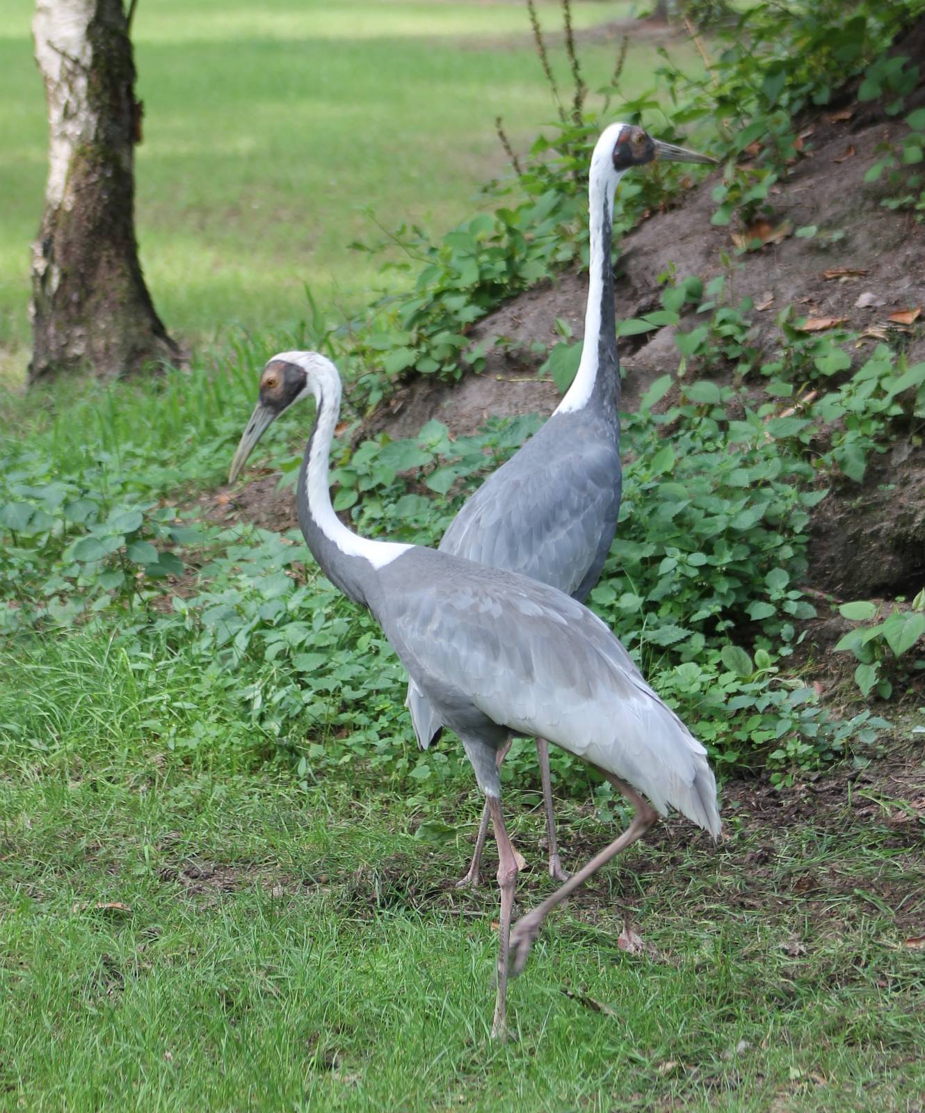 Free-ranging White-necked cranes