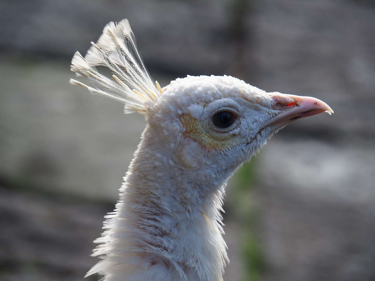 Free-ranging white peafowl (Pavo cristatus), 2019-10-04
