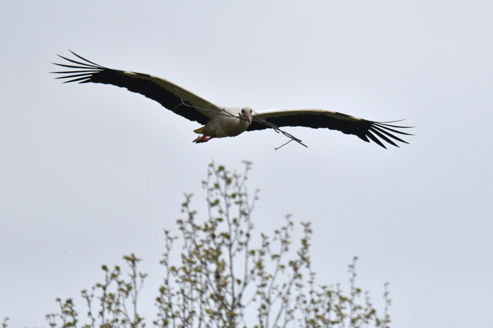 Free-ranging white stork