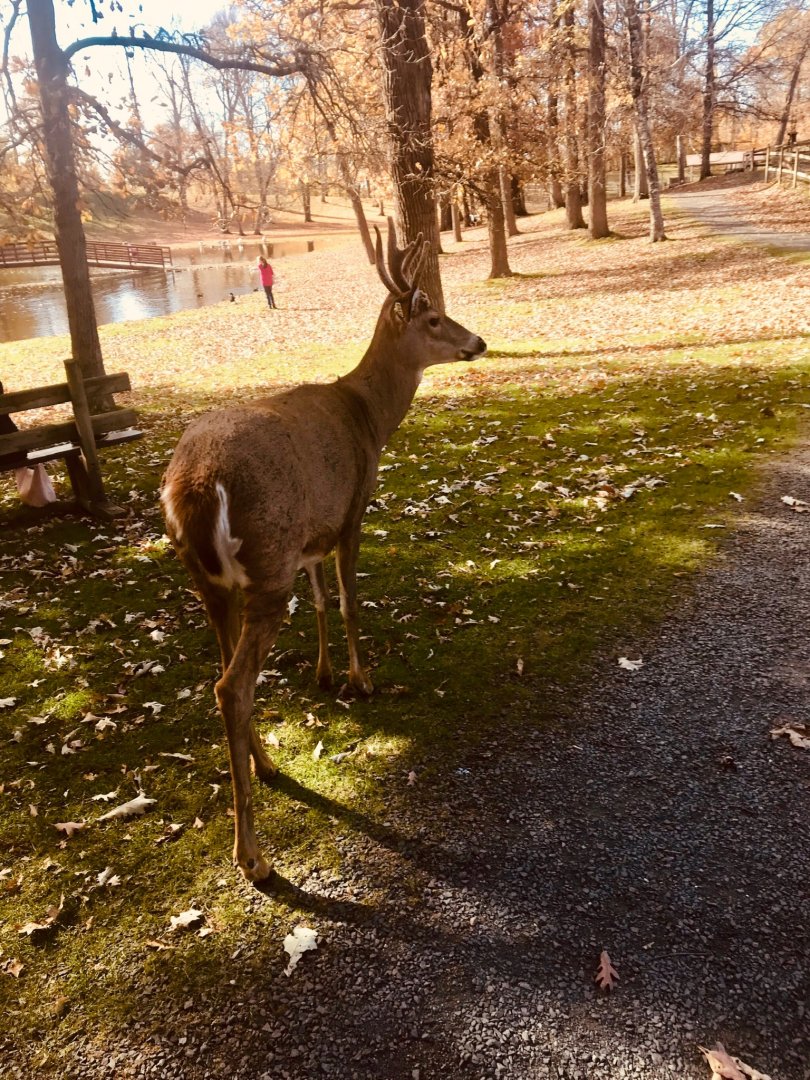 Free-ranging White-tailed deer