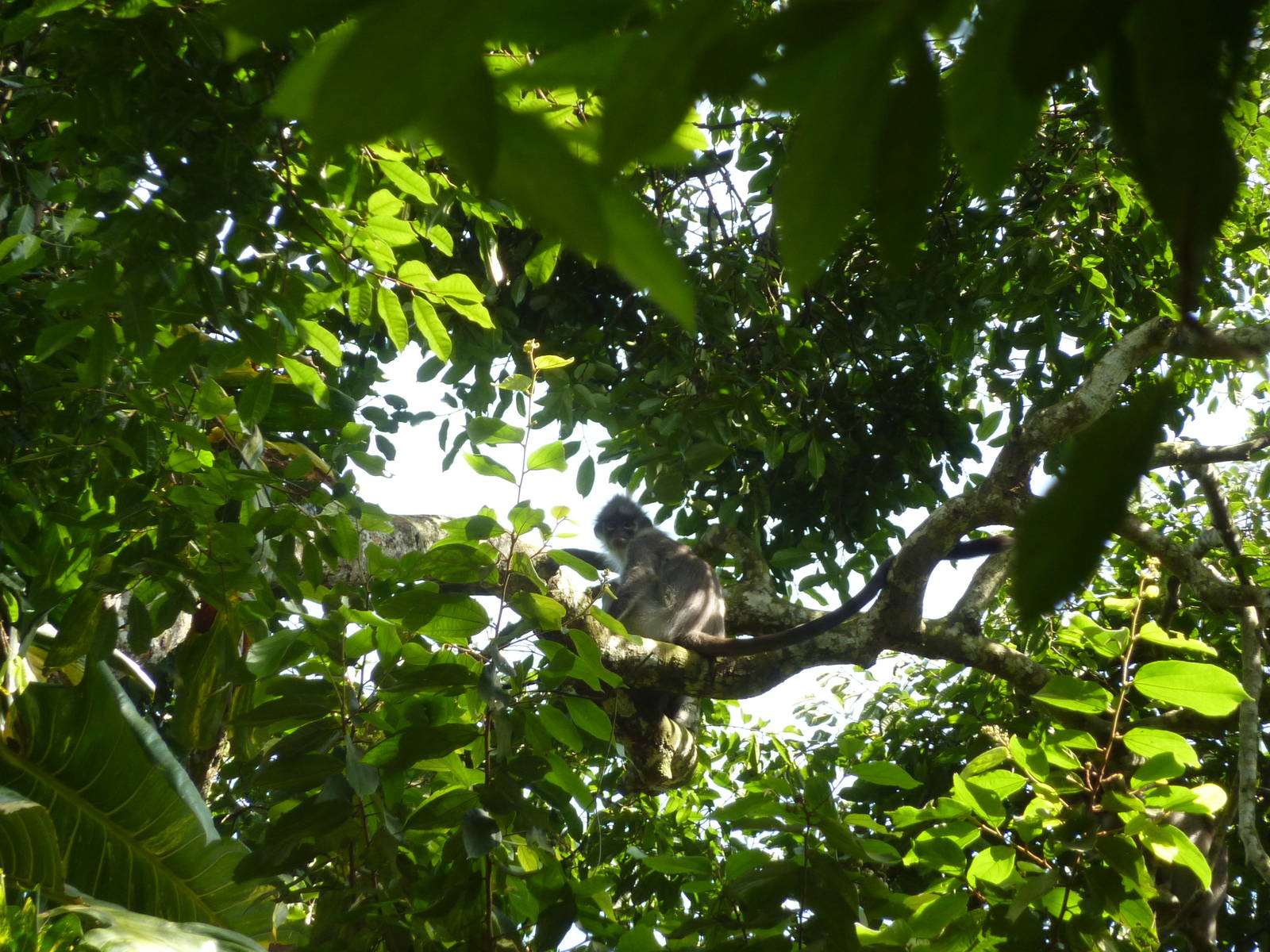 Free-ranging white-thighed leaf monkey, May 2013.