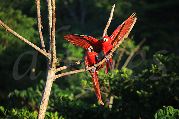 Free Red Macaw