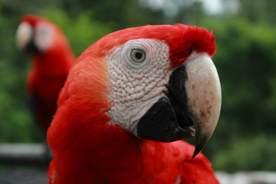 Free Red Macaw