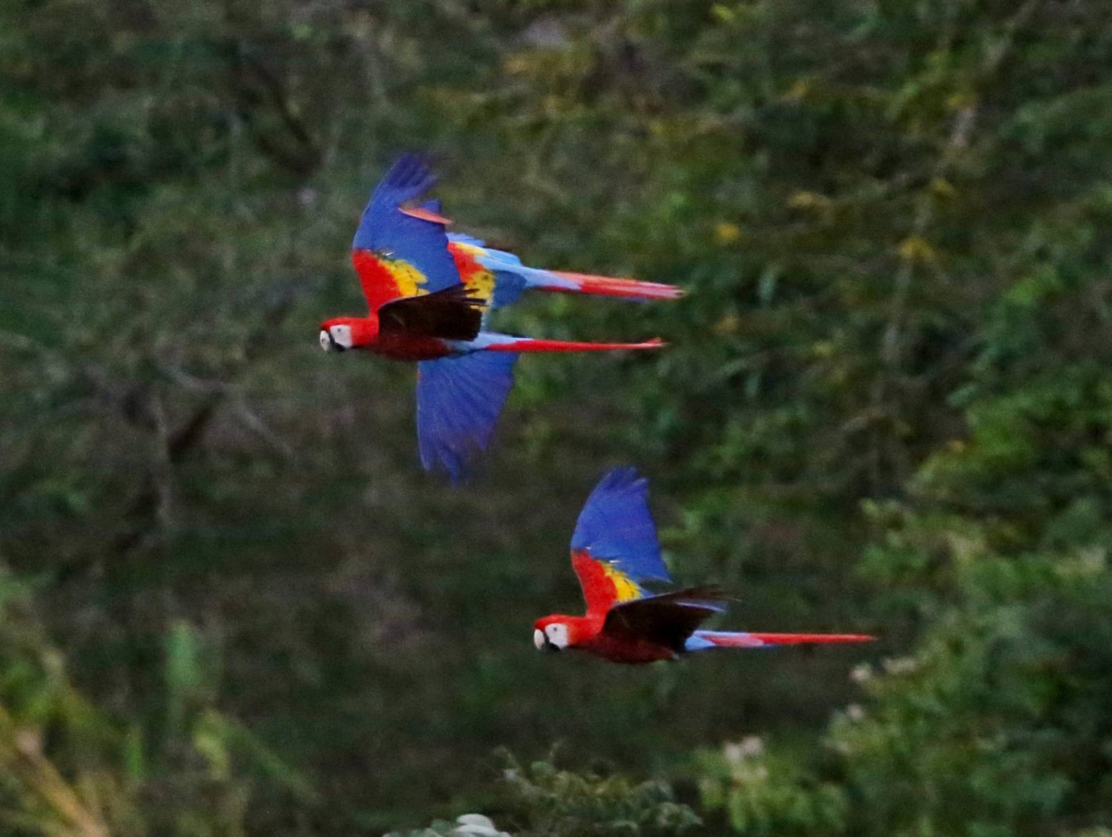 Free Red Macaw