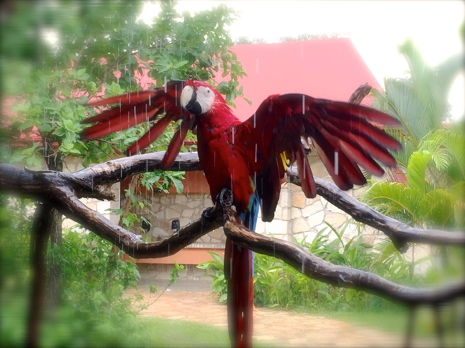 Free Red Macaw