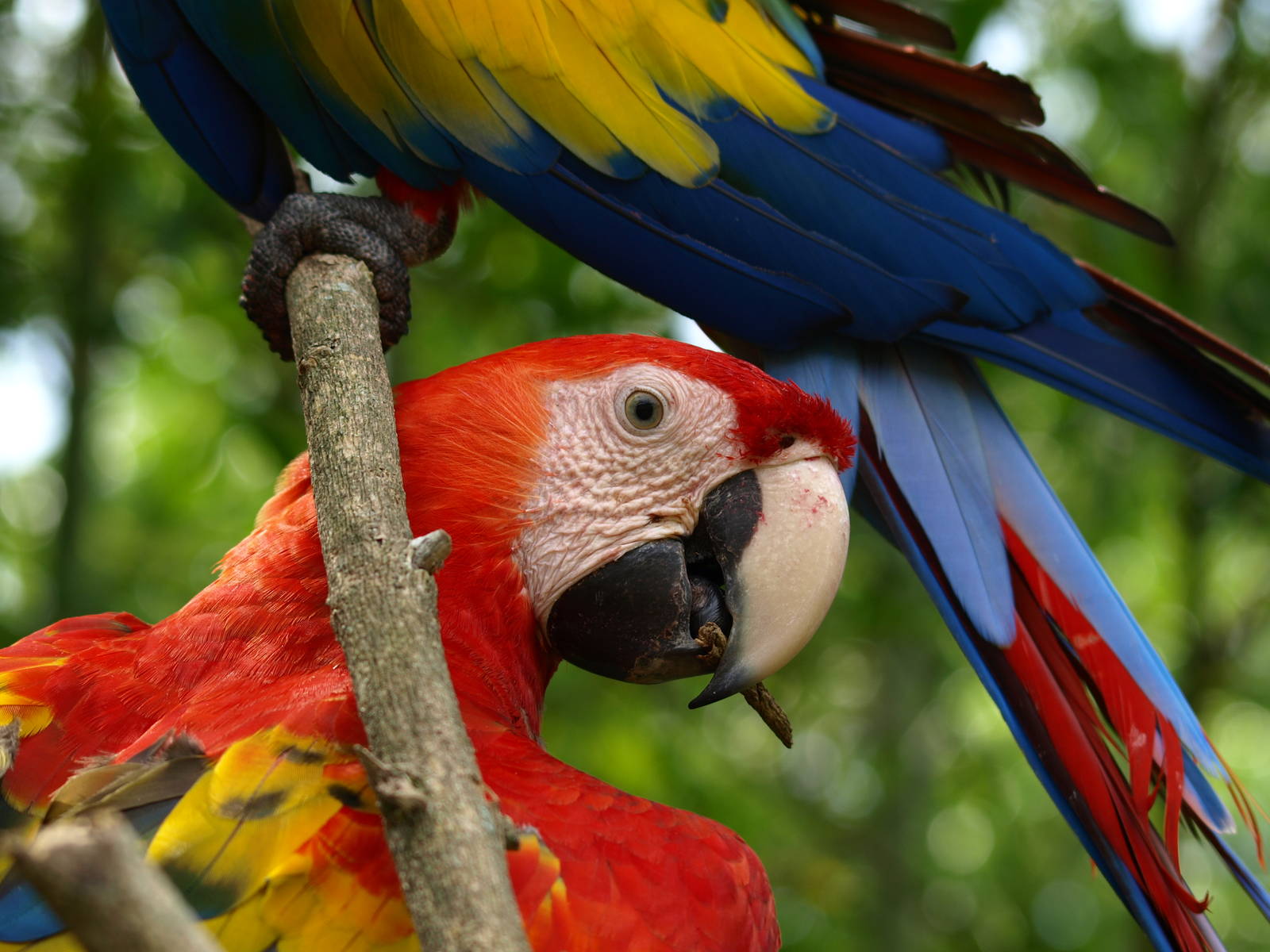 Free red macaws