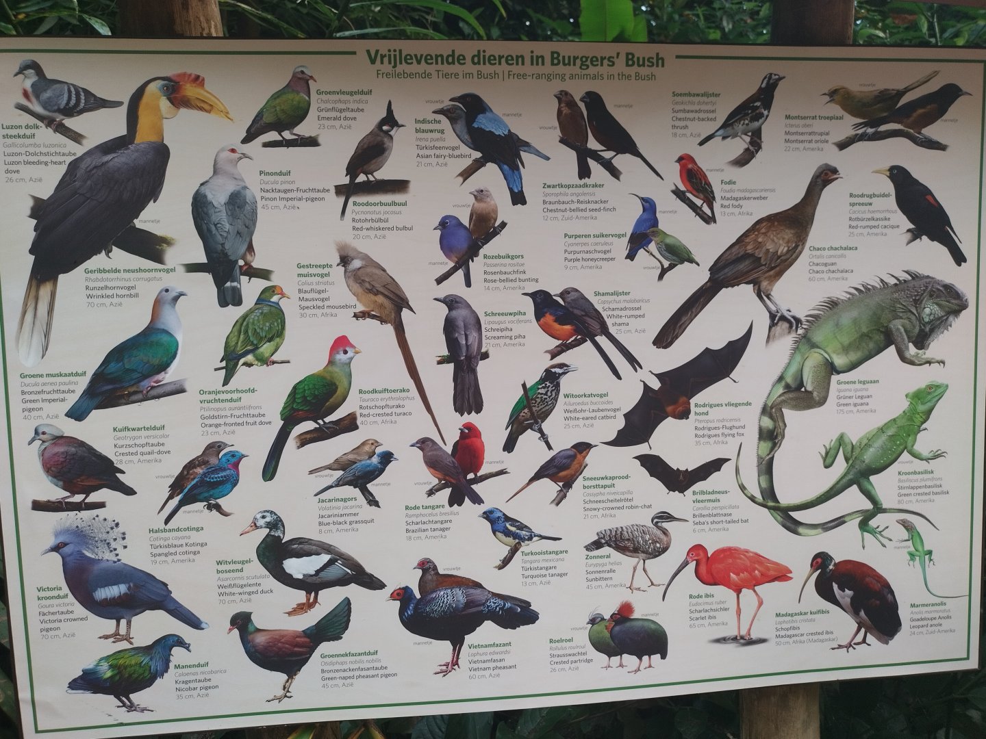 Free roaming animals in burgers bush