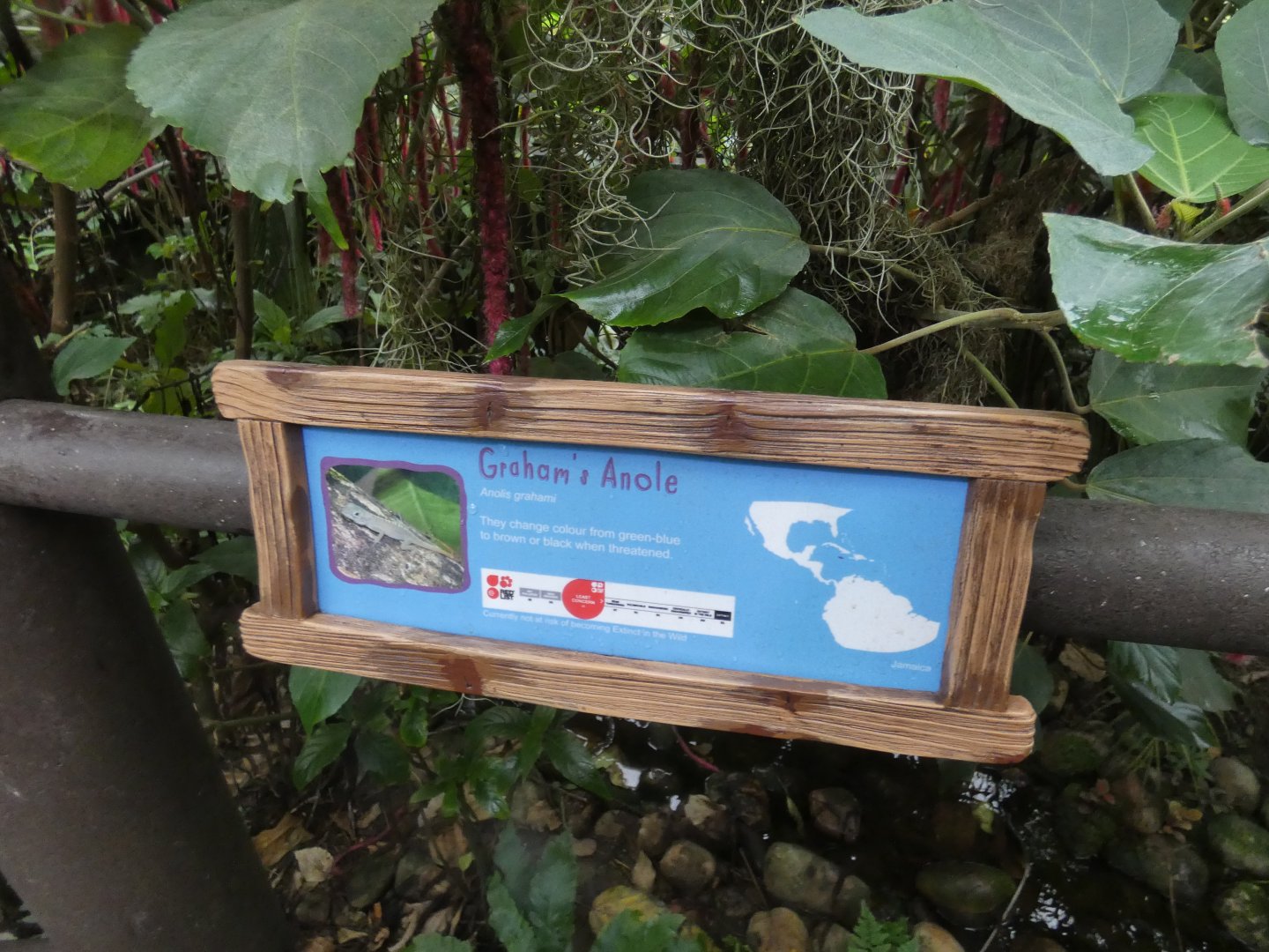 Free-roaming anole in Butterfly house signage