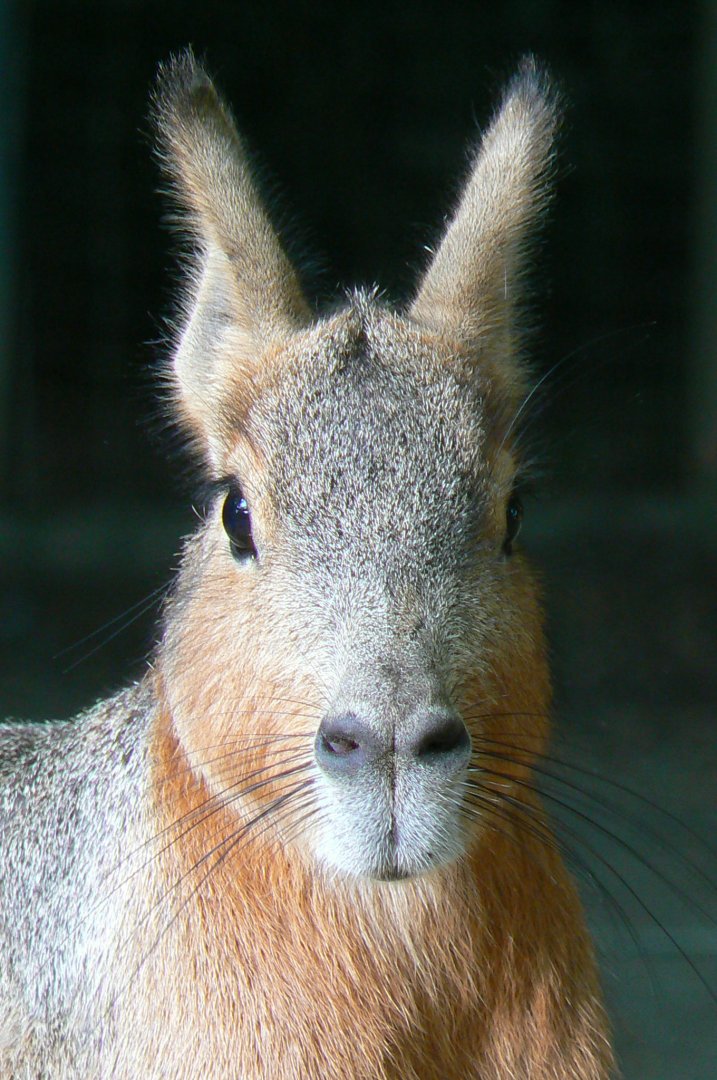 Free roaming area - patagonian mara