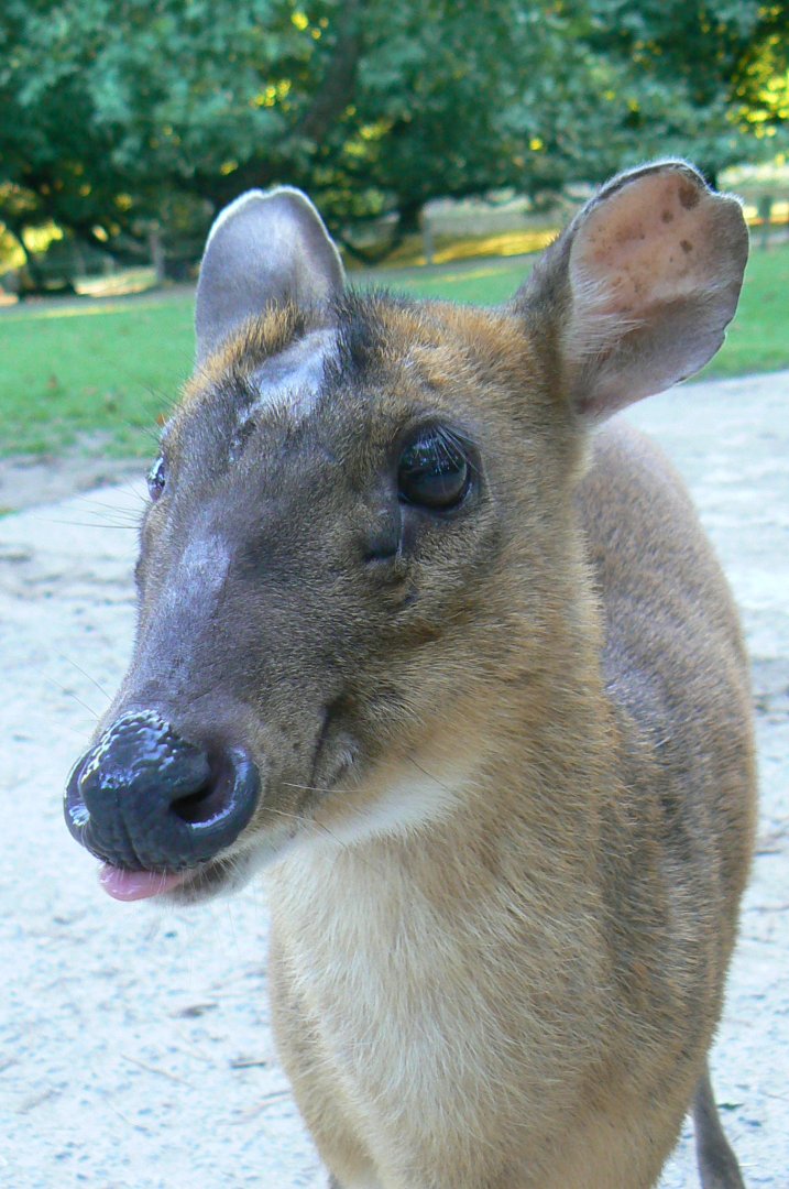 Free roaming area - reeves' muntjac