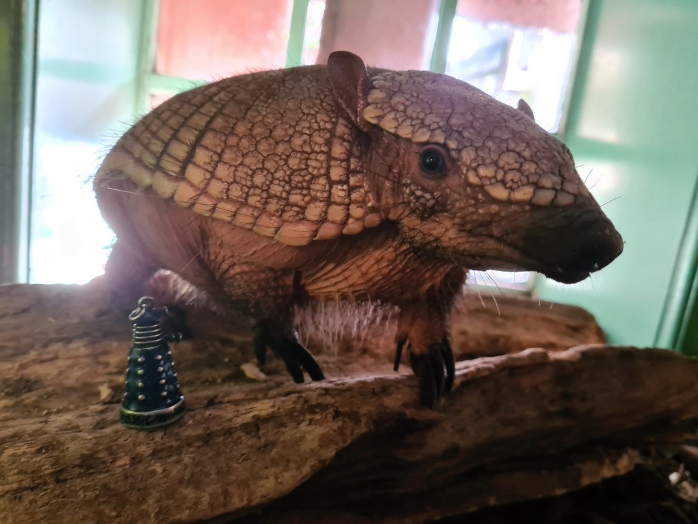 Free roaming armadillo