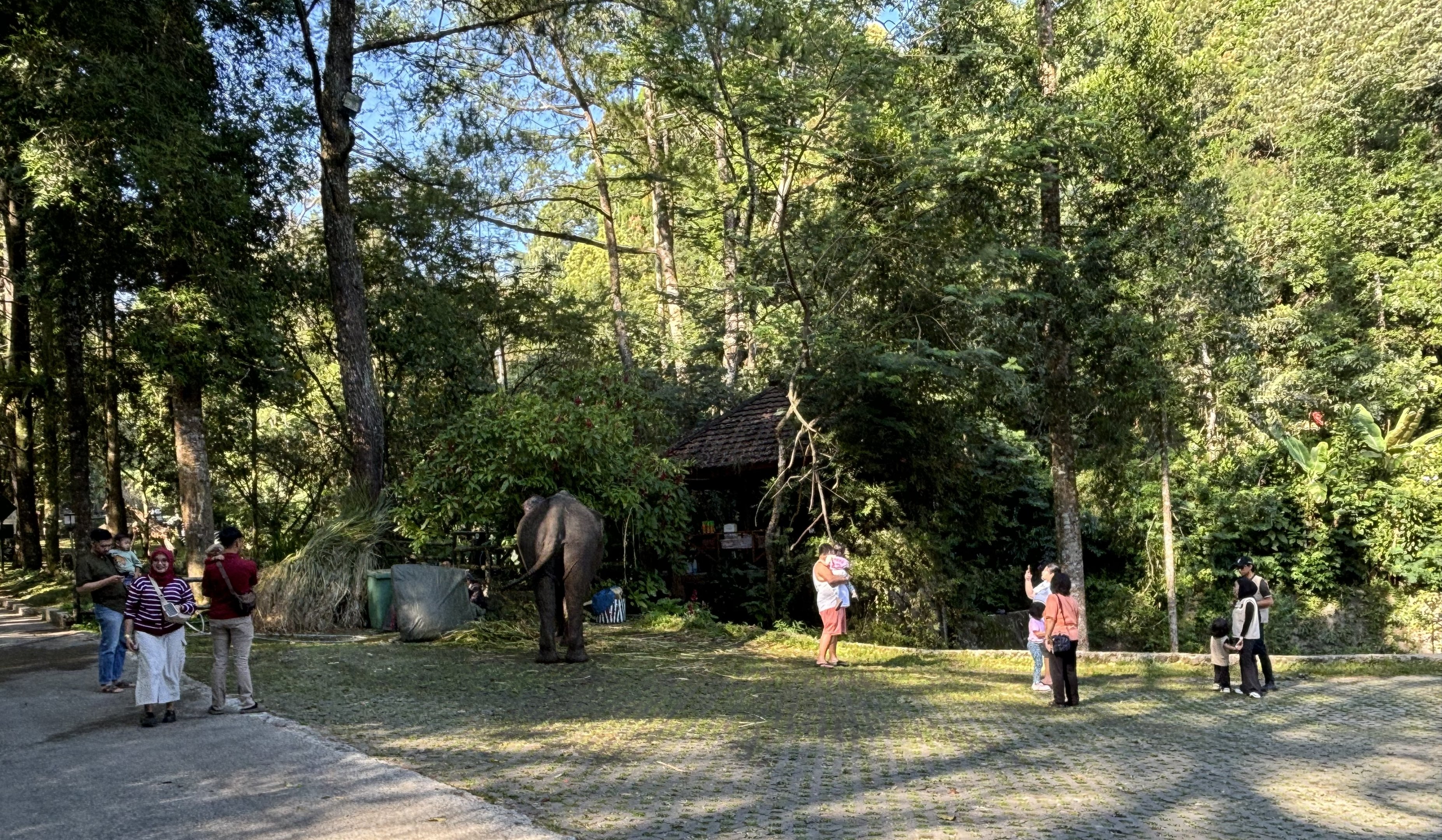 Free-roaming Asian Elephant