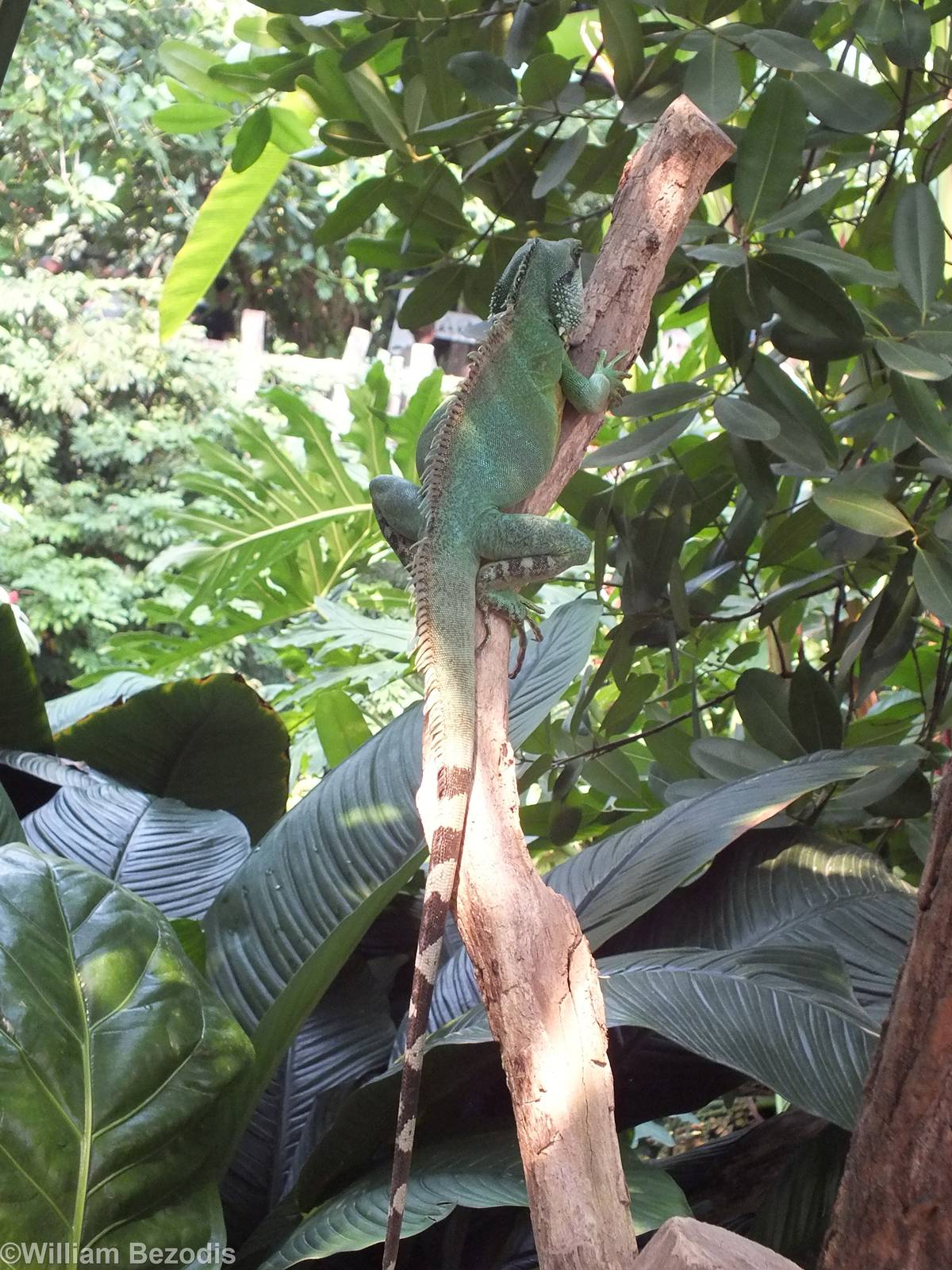 Free Roaming Asian Water Dragon in Gondwanaland
