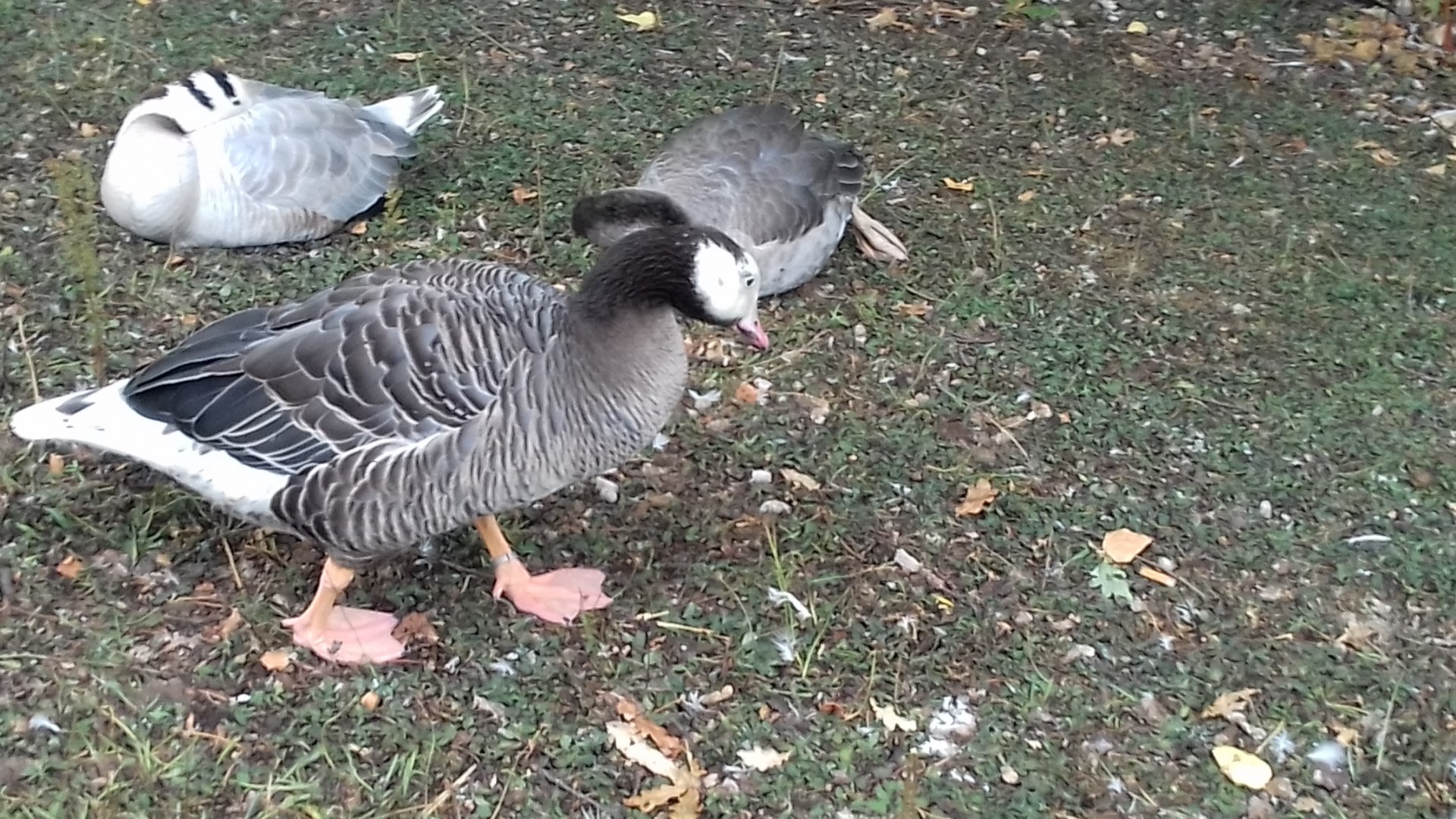 Free-roaming bar-headedxgreylag hybrid amongst greylags