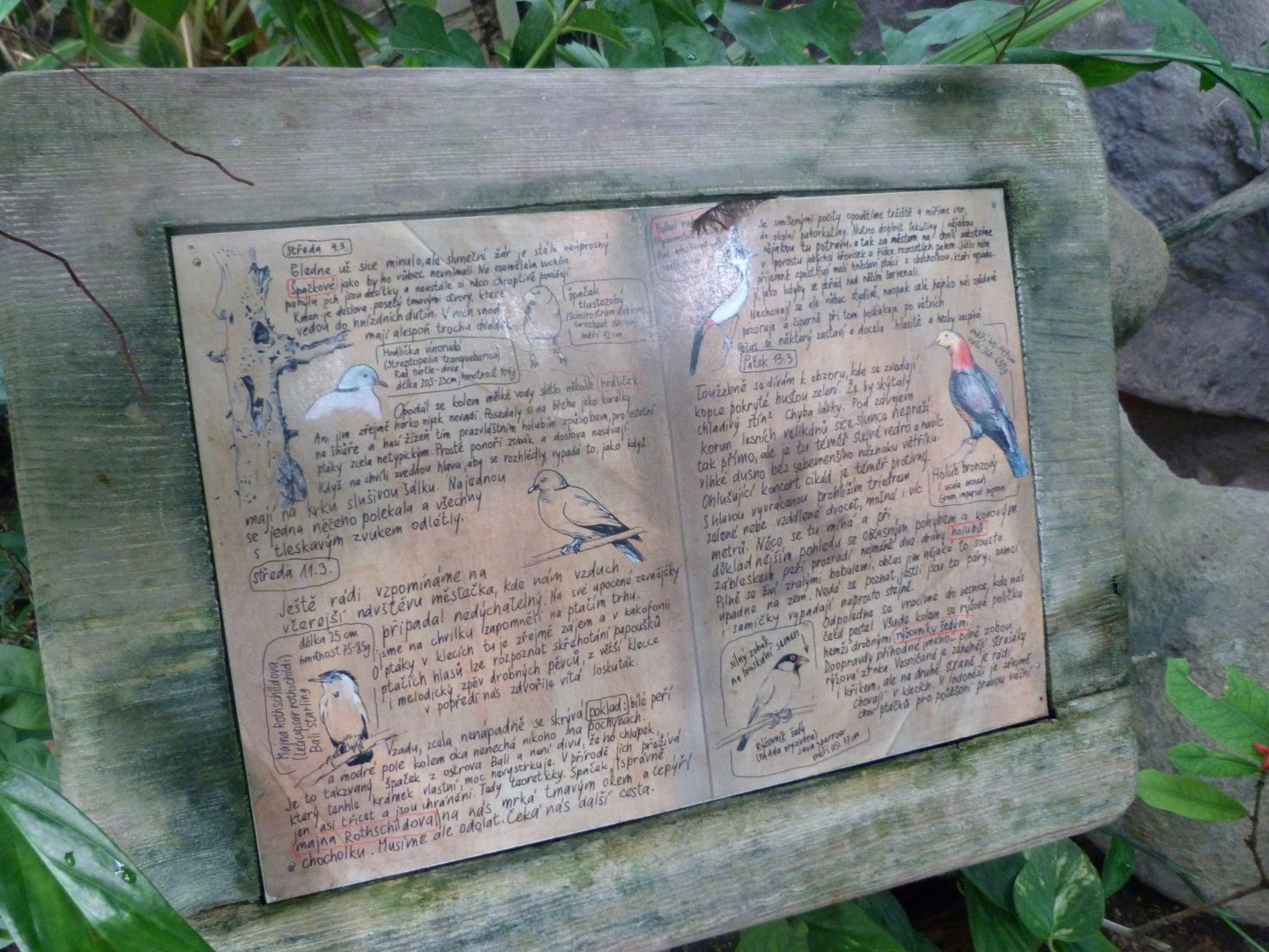 Free-roaming birds of the Indonesian Jungle -Zoo Praha (2025)