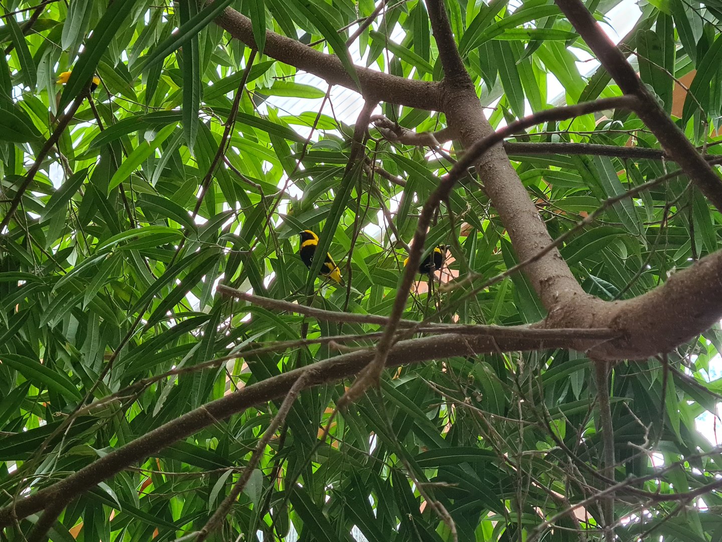 Free-roaming Bishops in tortoise greenhouse