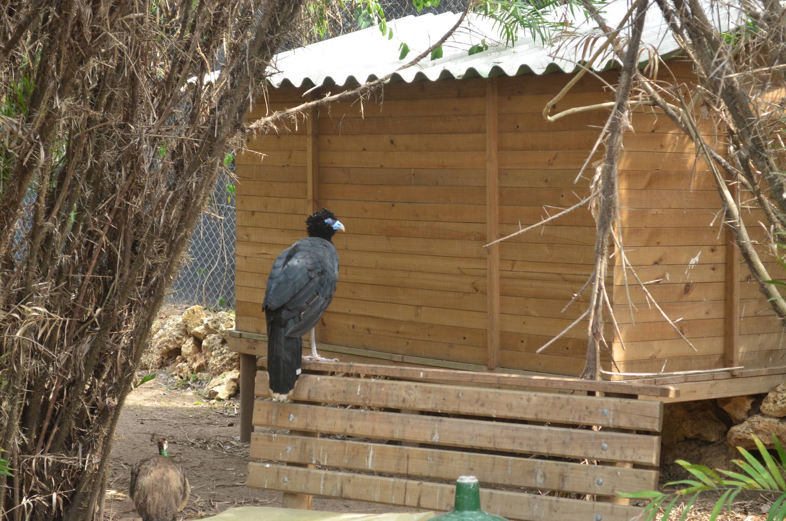 Free roaming Blue Billed Currasow