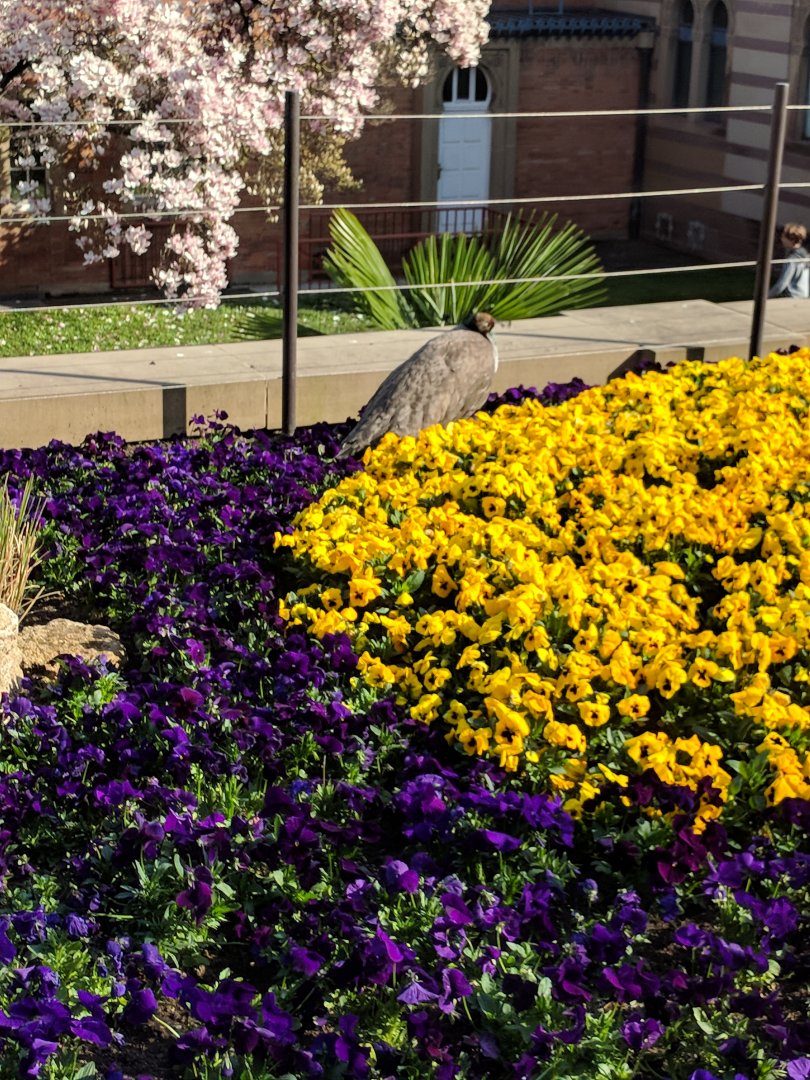 Free Roaming Blue Indian Peafowl