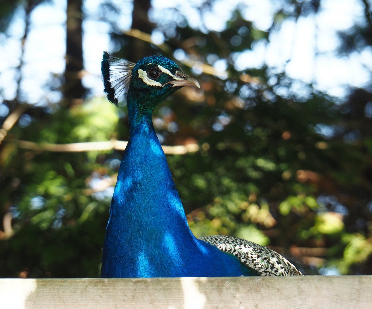 Free-roaming Blue peafowl (Pavo cristatus), 2019-06-01