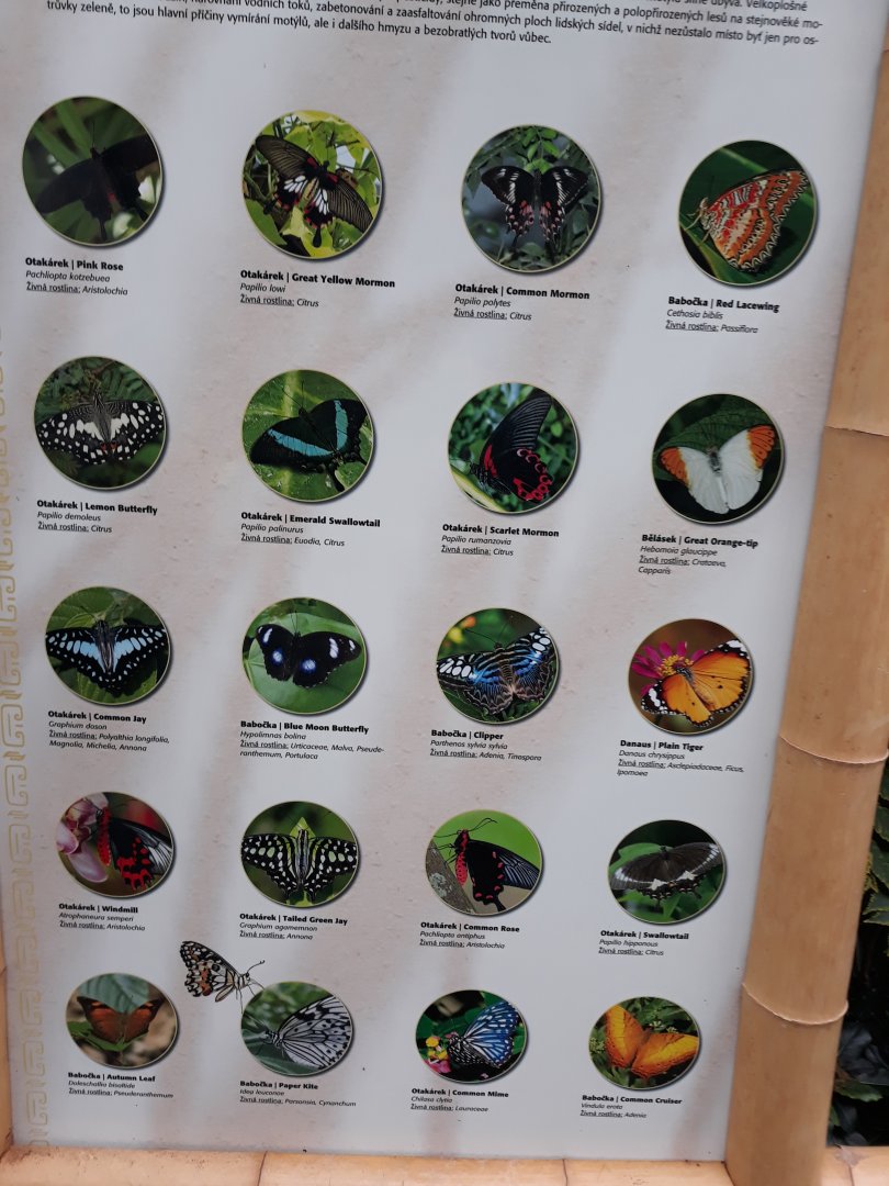 Free roaming butterlfy species