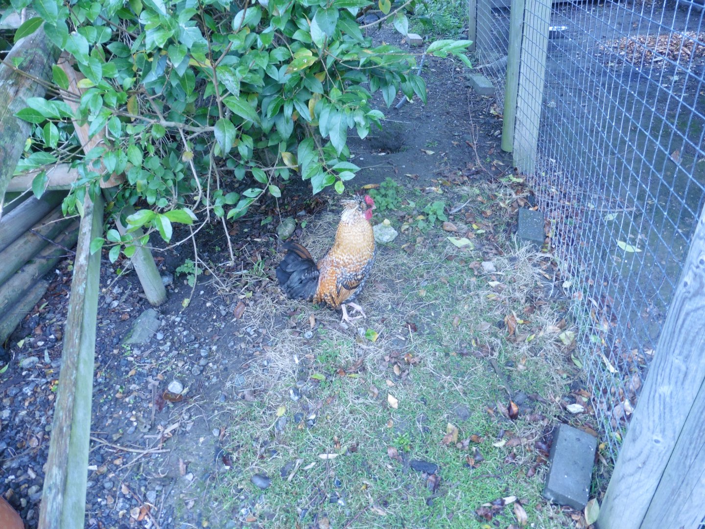 Free roaming Chickens
