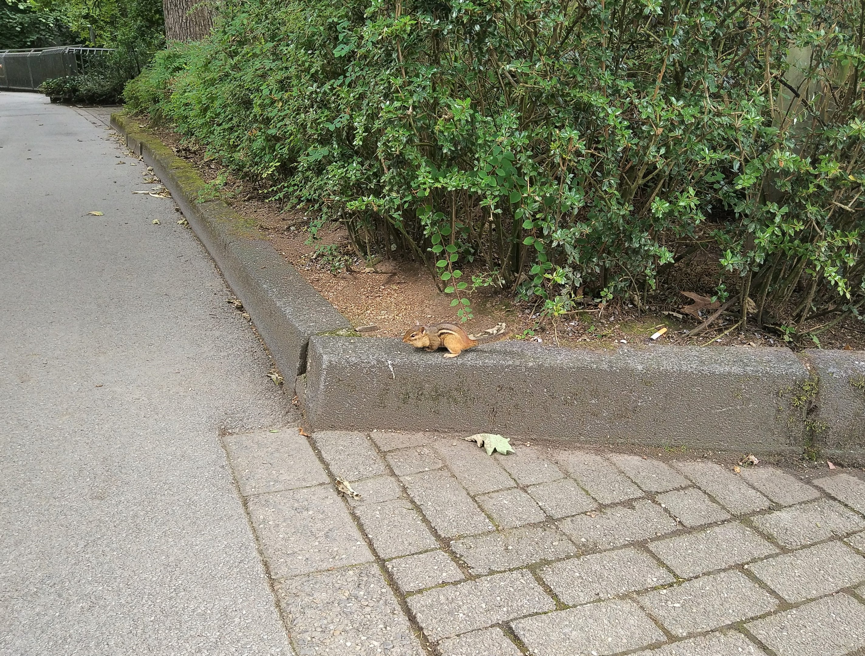 Free-roaming Chipmunk