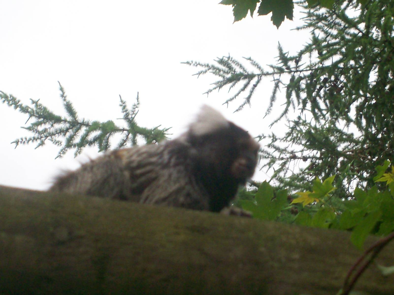 Free Roaming Common Marmoset