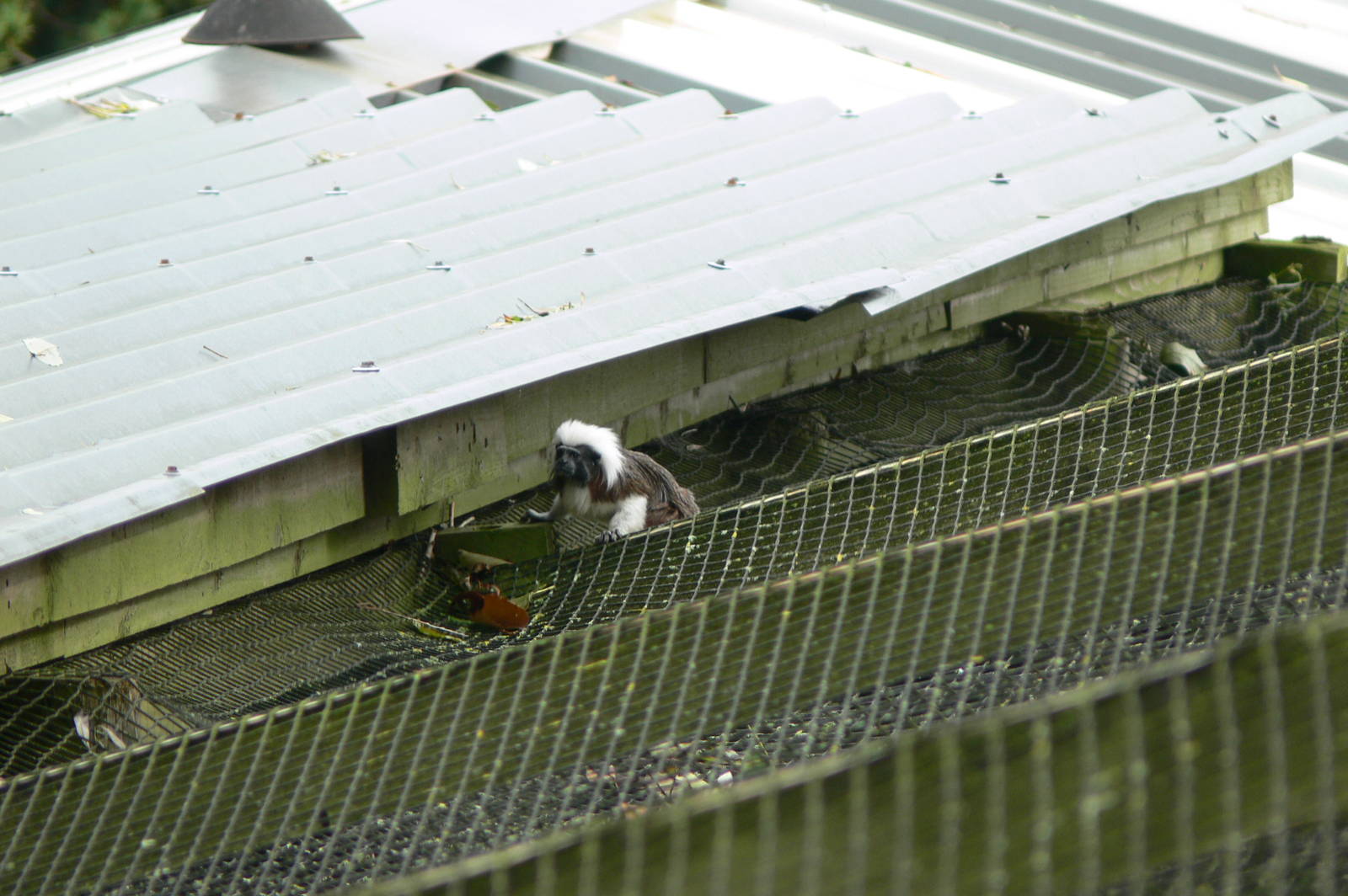 Free roaming Cotton-top Tamarin at South Lakes, 11/10/14