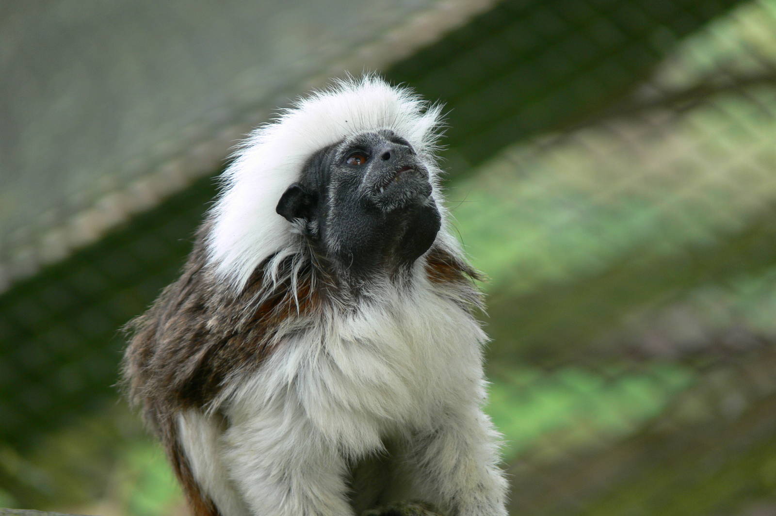 Free roaming Cotton-top Tamarin at South Lakes, 11/10/14