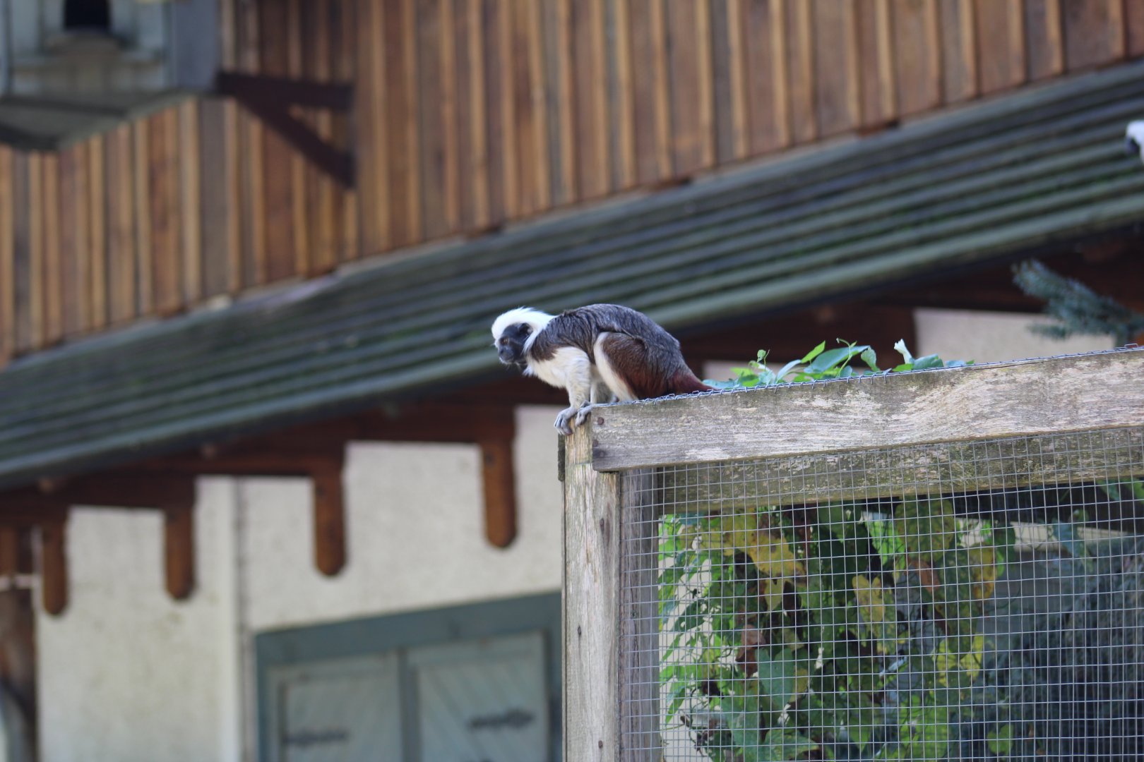 Free-Roaming Cotton-Top Tamarin