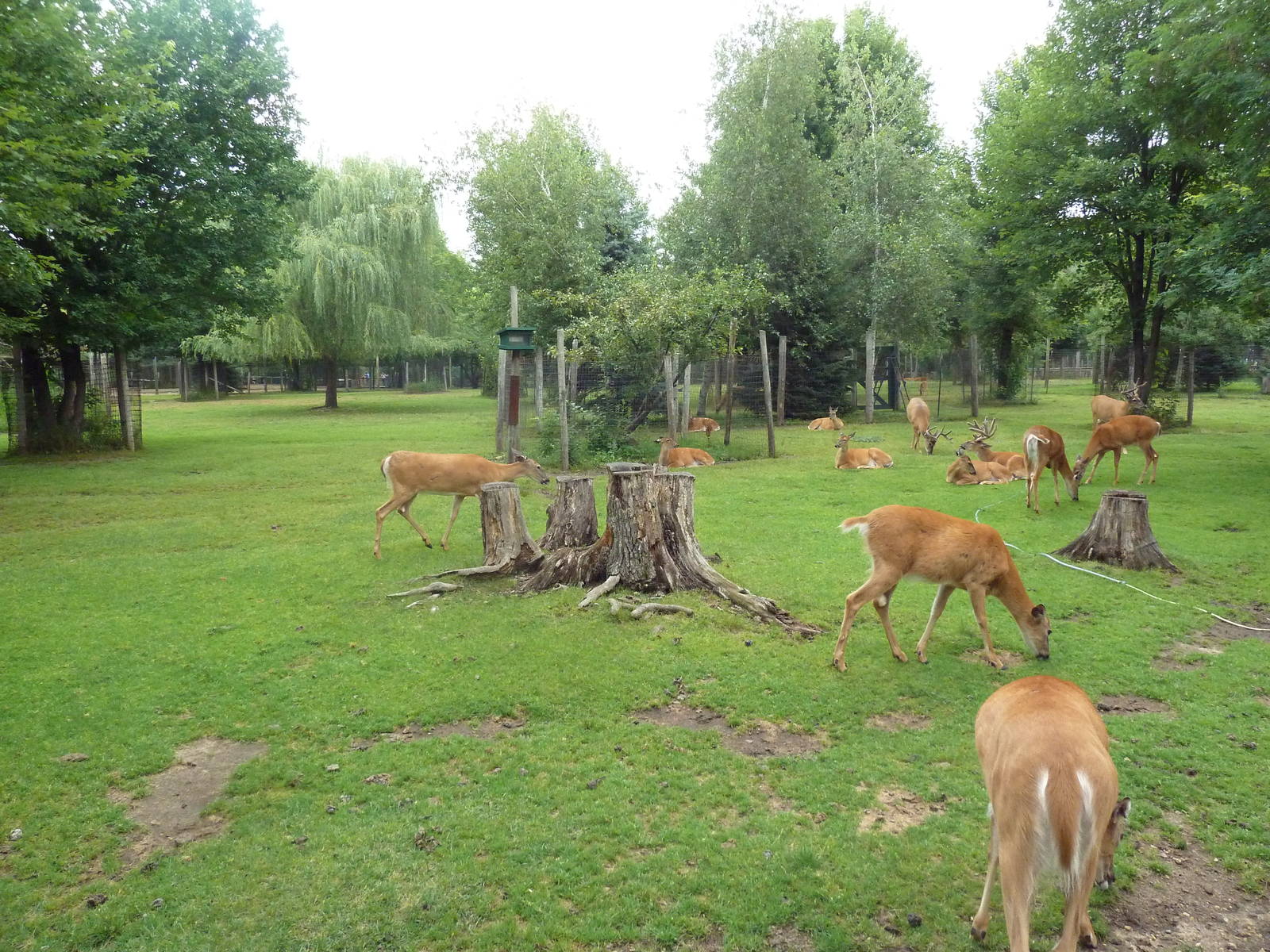 Free-Roaming Deer Area