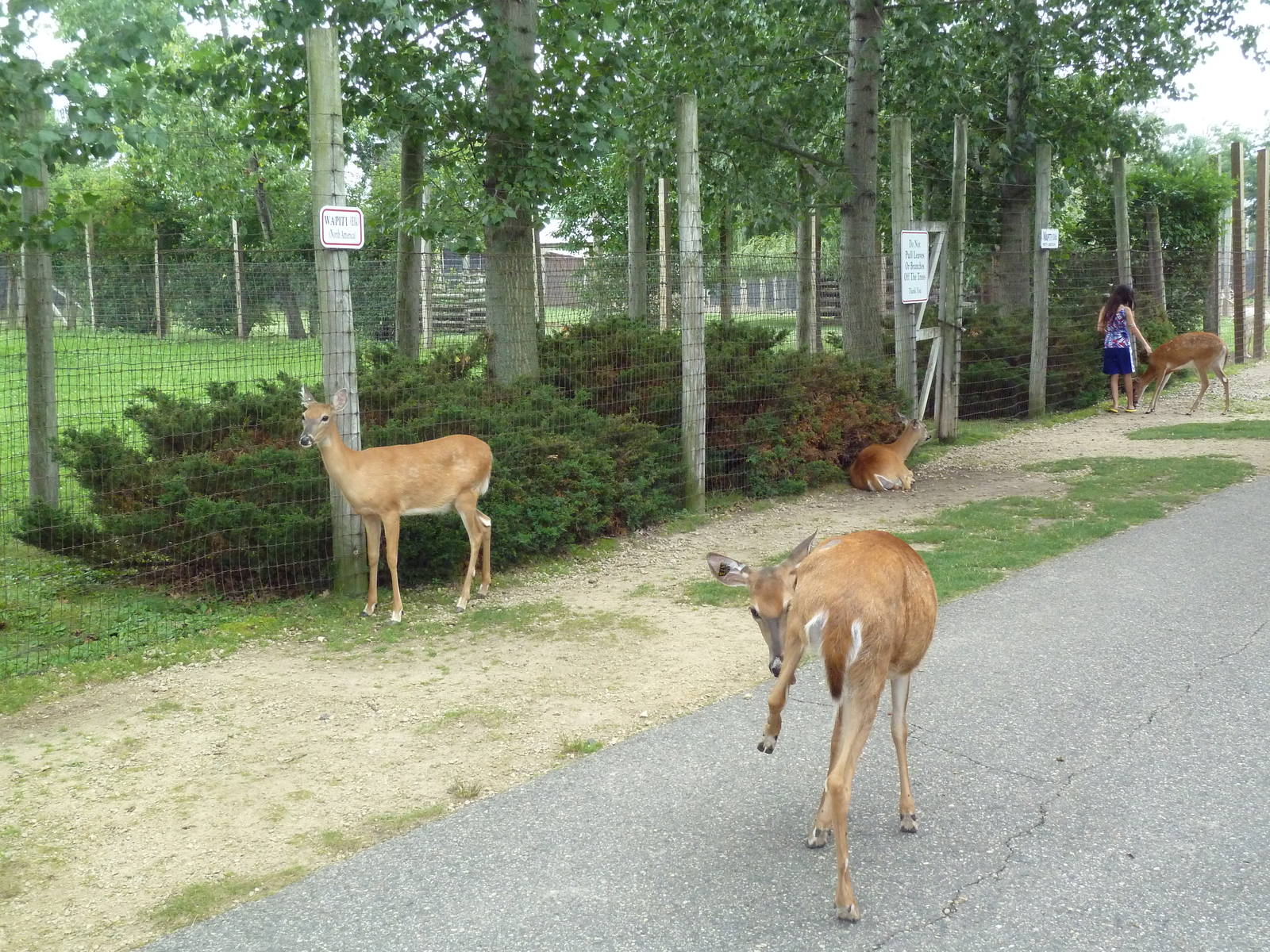 Free-Roaming Deer Area