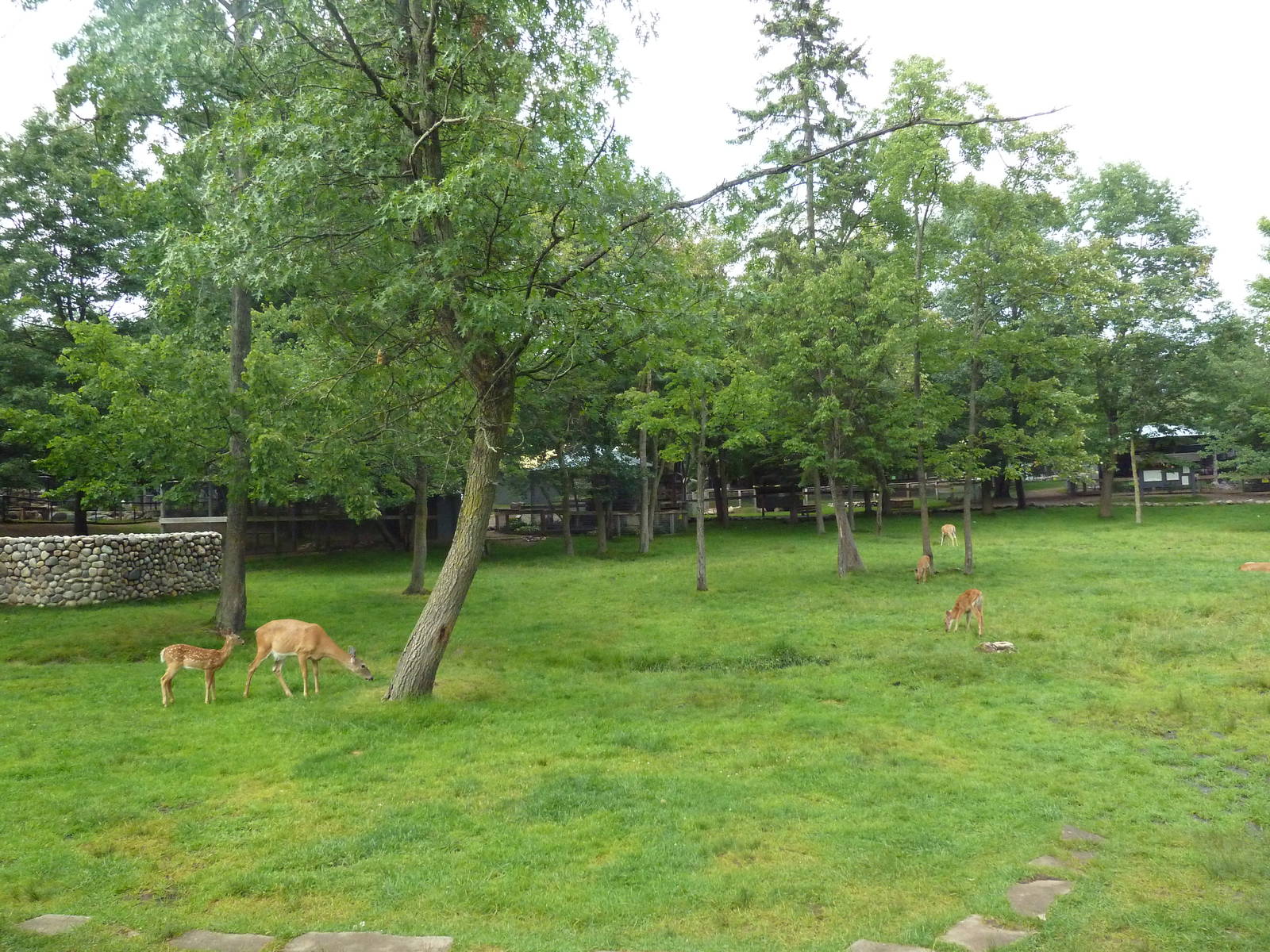 Free-Roaming Deer