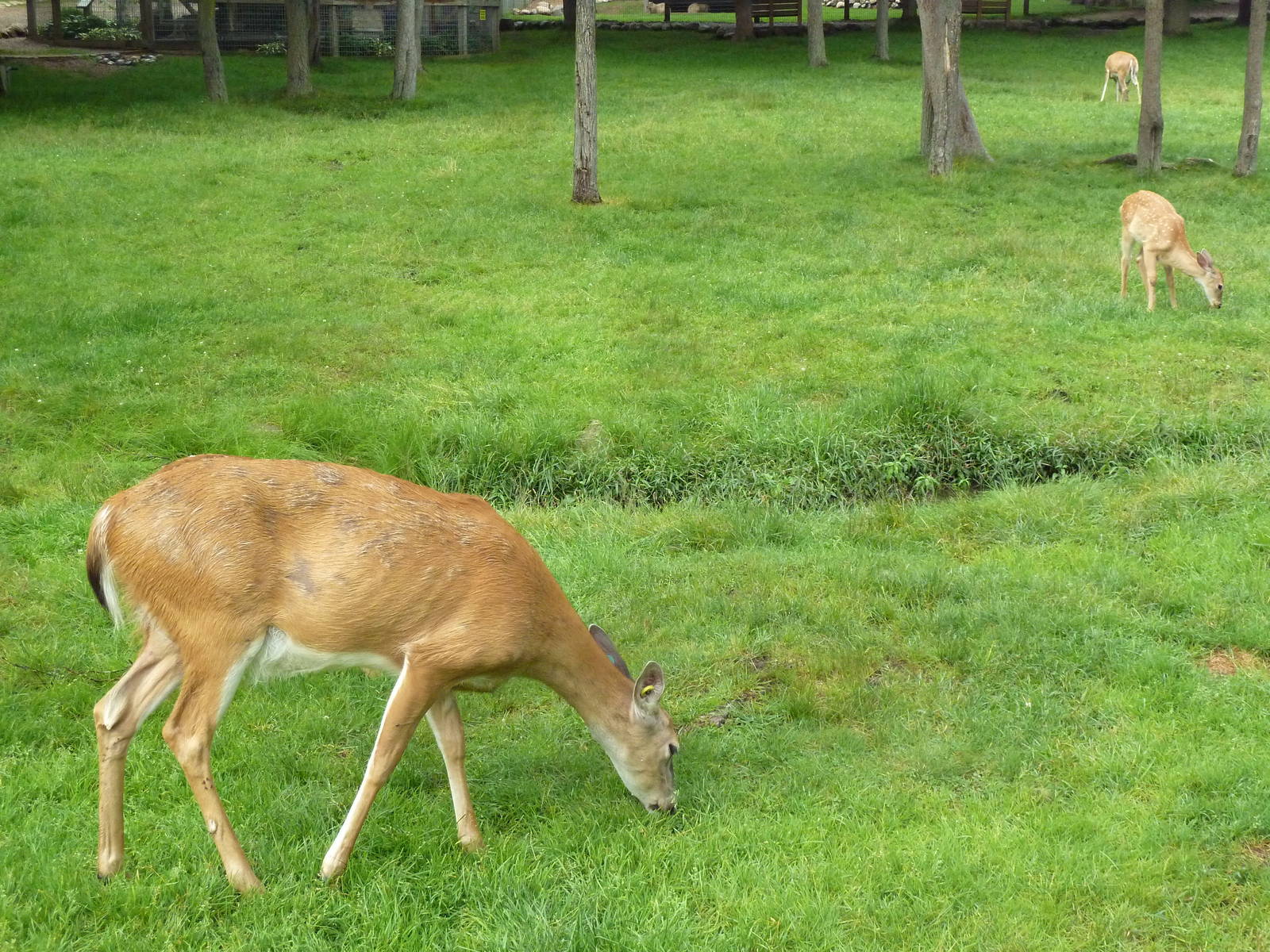 Free-Roaming Deer