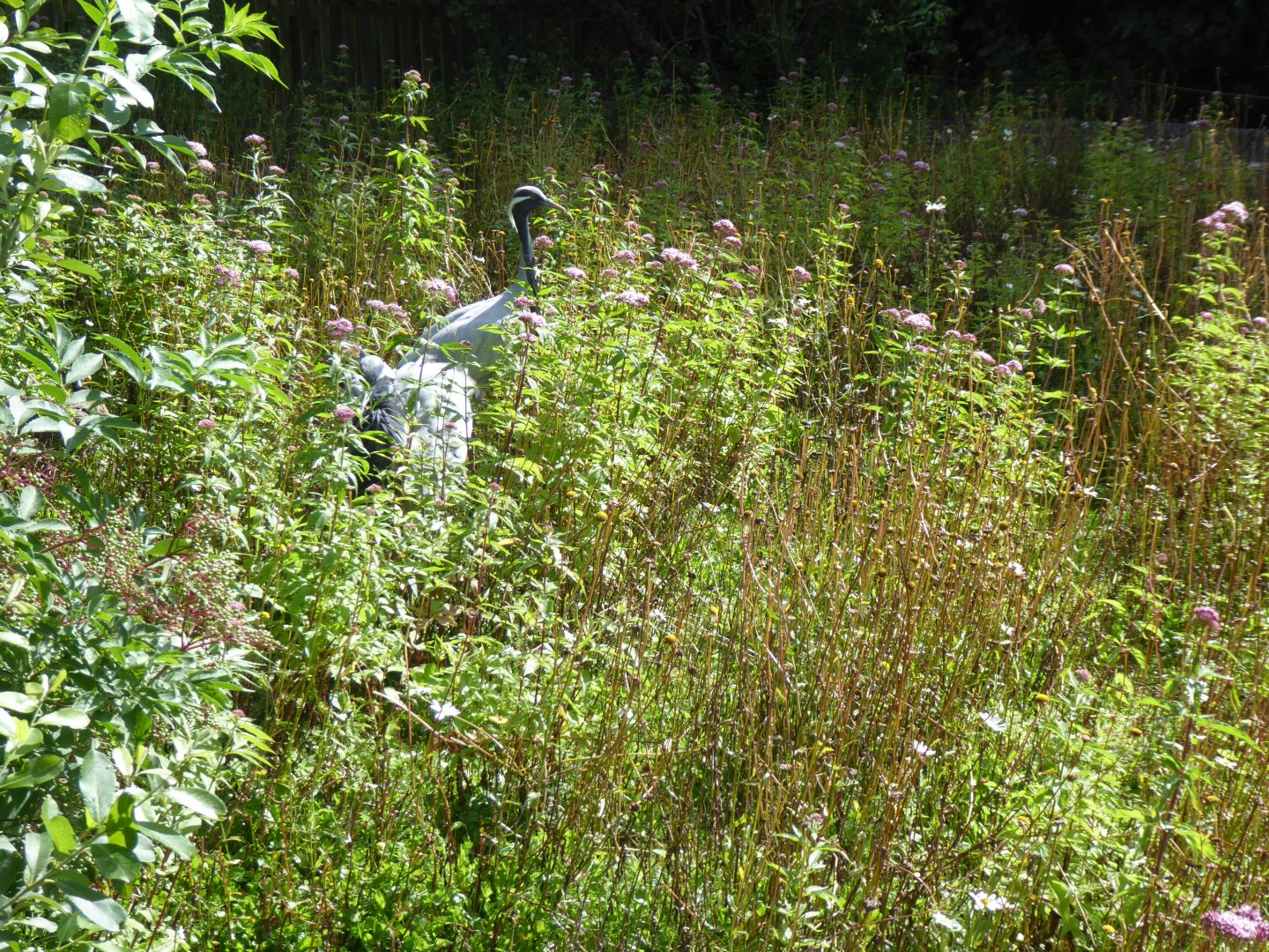 Free-roaming Demoiselle cranes 010817
