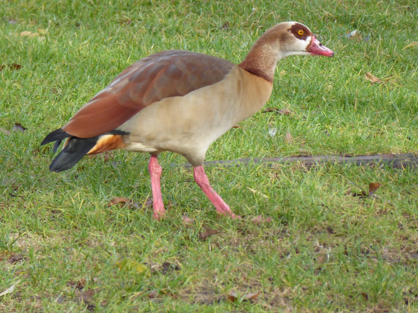 Free roaming Egyptian goose 011218