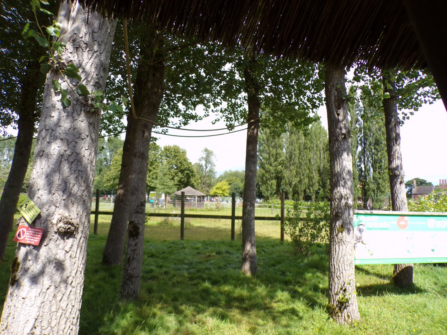 Free-roaming emperor tamarin trees and zebra enclosure behind 7.7.24