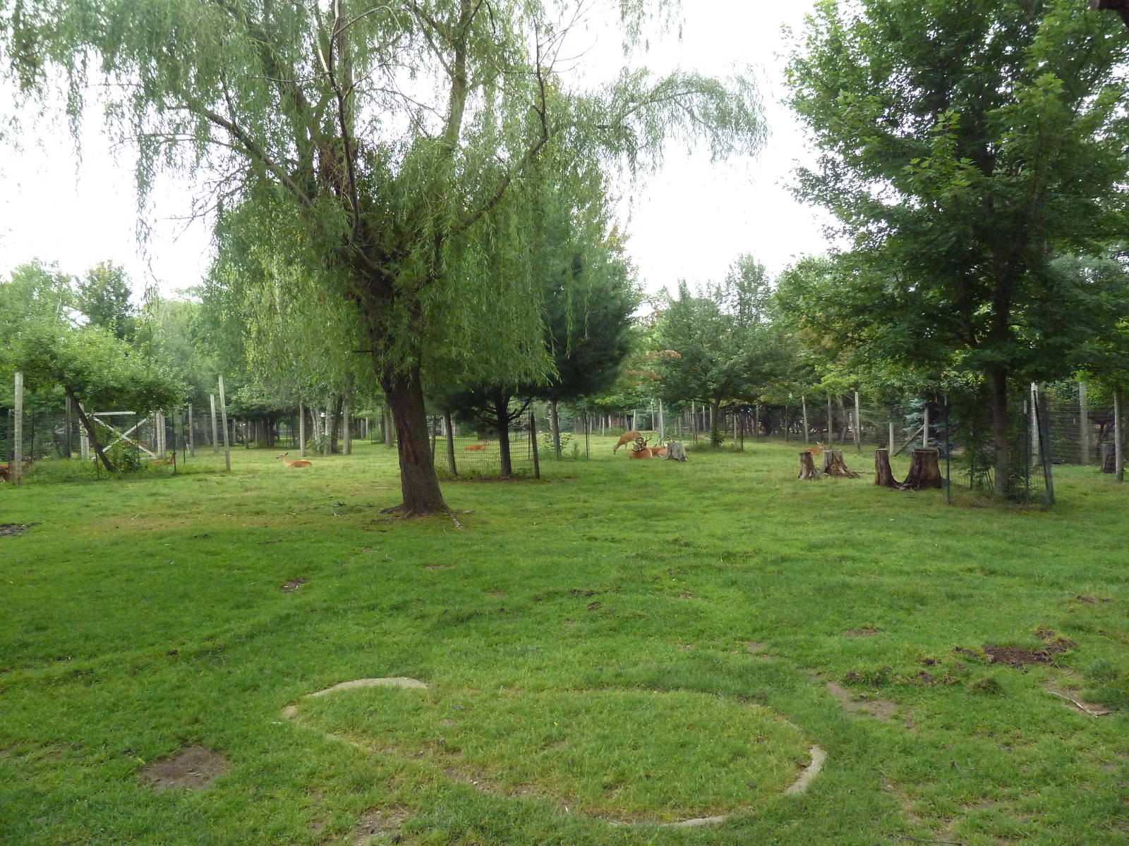 Free-Roaming Fallow Deer Area