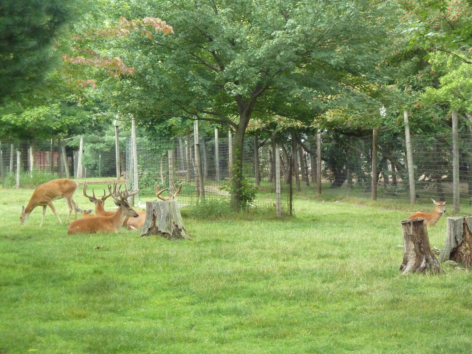 Free-Roaming Fallow Deer Area