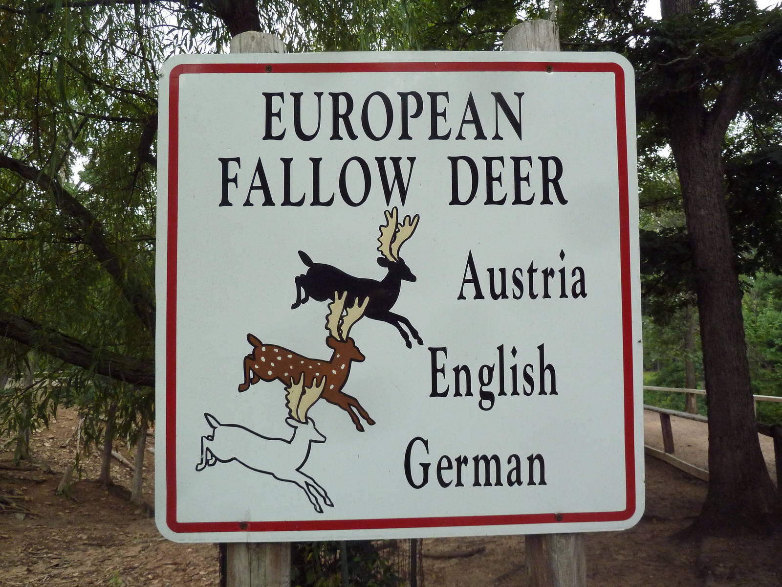 Free-Roaming Fallow Deer Area