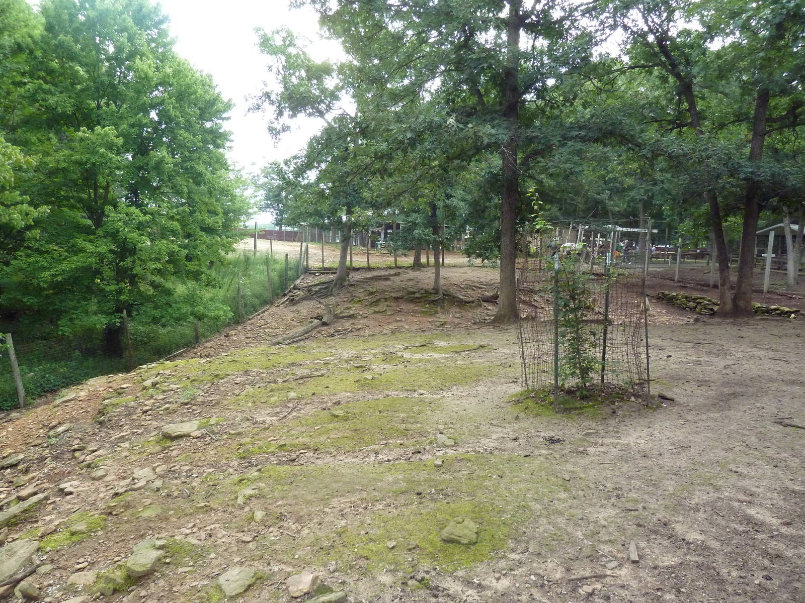 Free-Roaming Fallow Deer Area