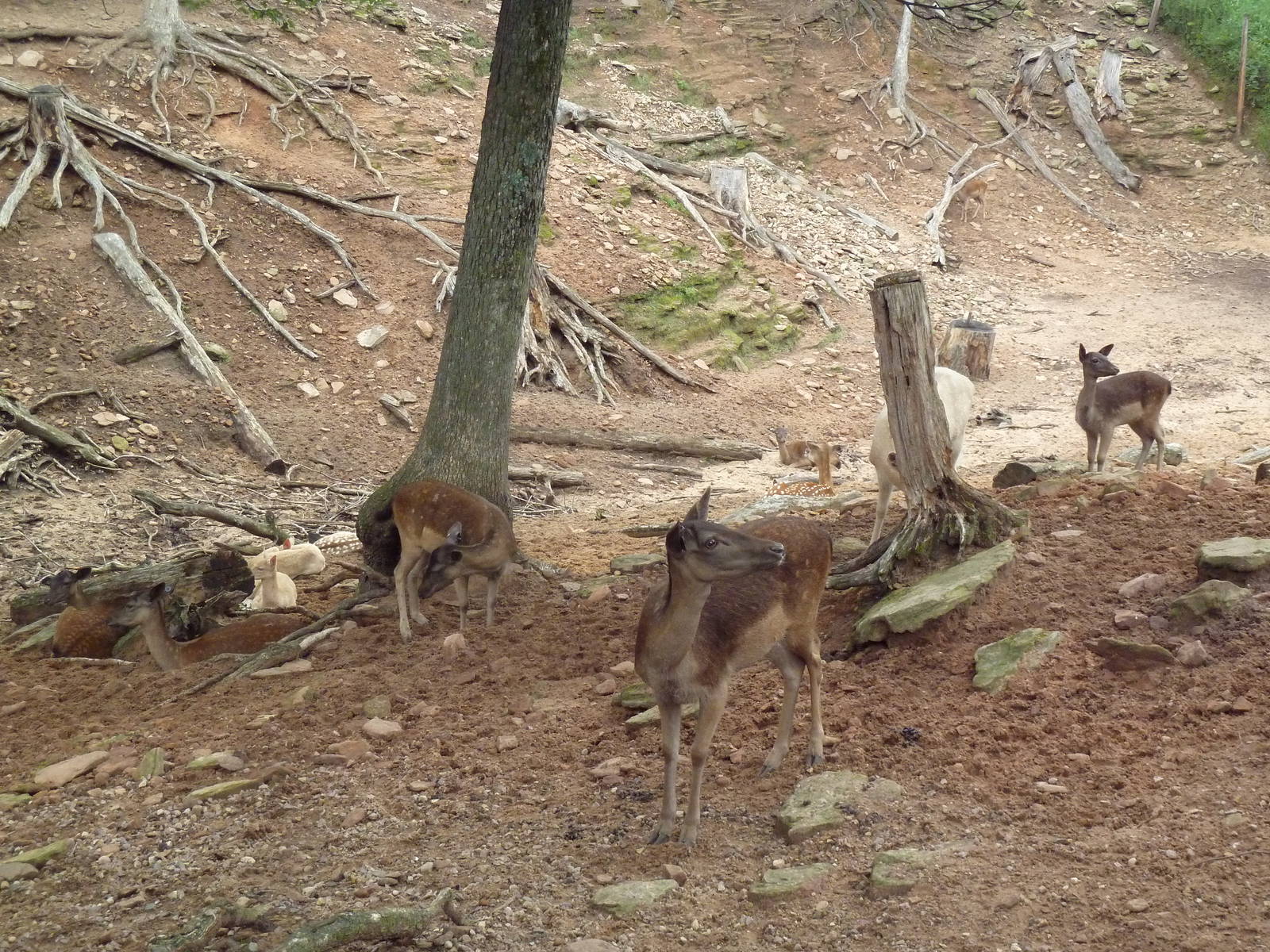 Free-Roaming Fallow Deer Area