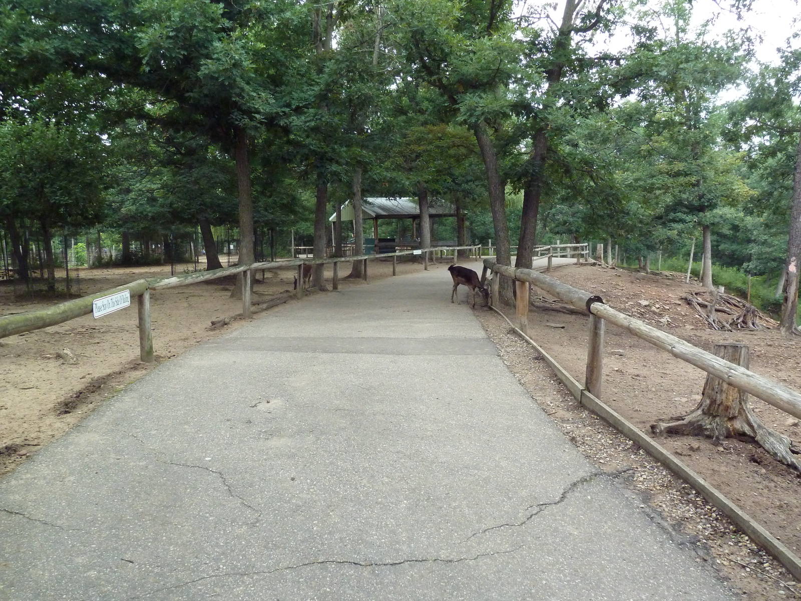 Free-Roaming Fallow Deer Area