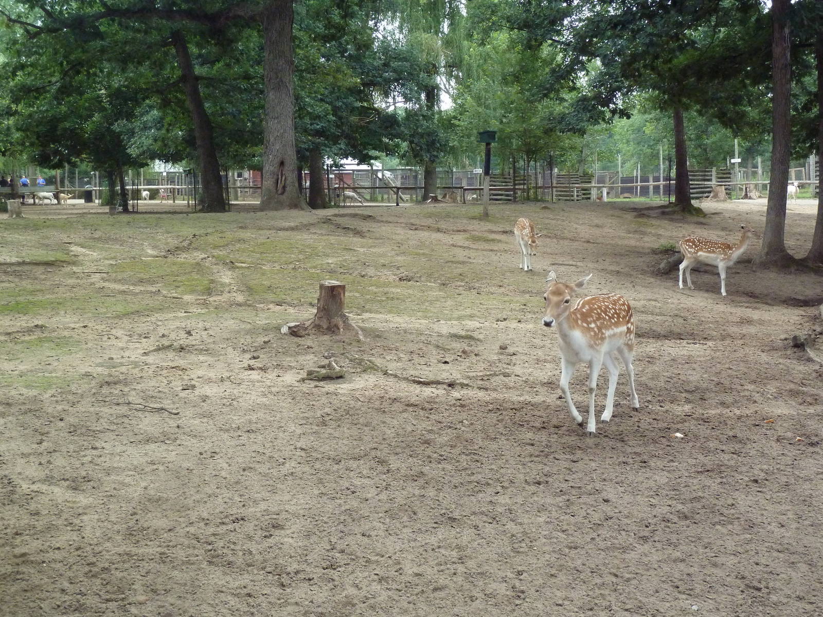Free-Roaming Fallow Deer Area