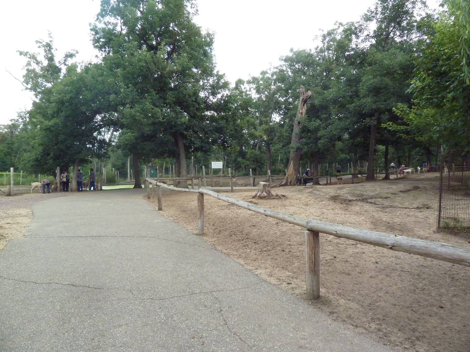 Free-Roaming Fallow Deer Area