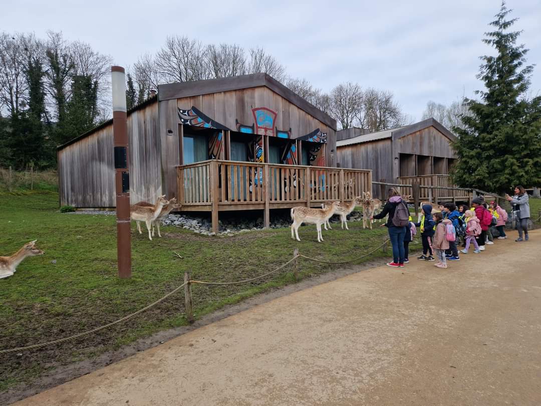 Free-roaming Fallow Deers, The Last Frontier