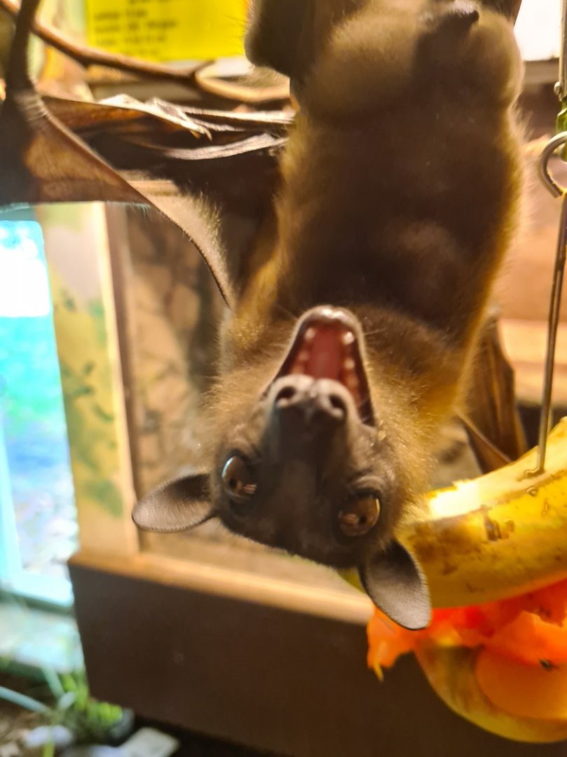 Free-roaming fruit bat